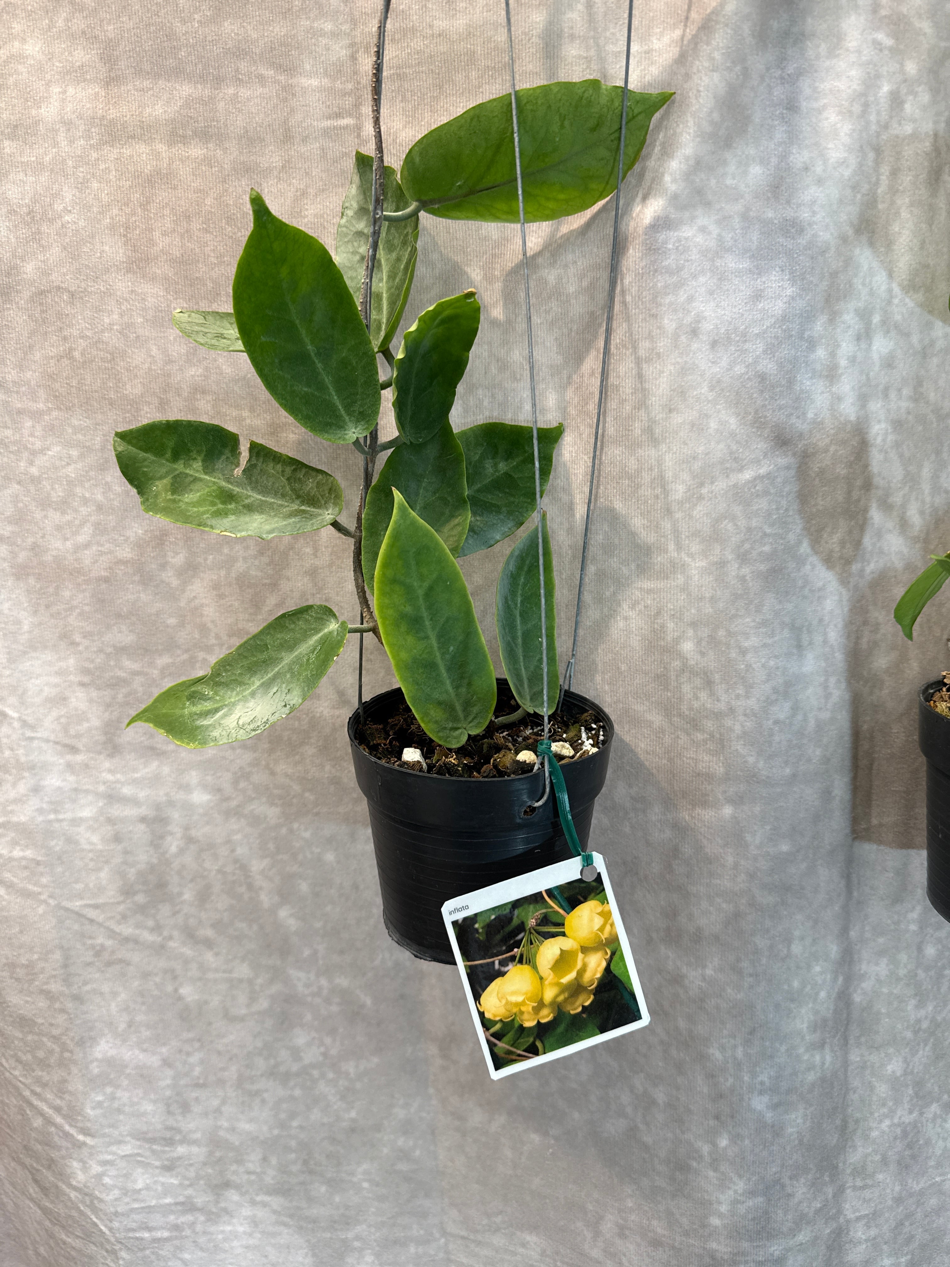 はぐさん専用 ＊Hoya ＊ ホヤ ＊ inflata hoya inflata / ホヤ インフラータ | Gardenえん 【観葉熱帯植物】