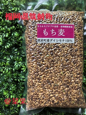 【もち麦】皮つき　もち麦　500ｇ　ダイシモチ　～　福岡県筑前町　焼山さん～