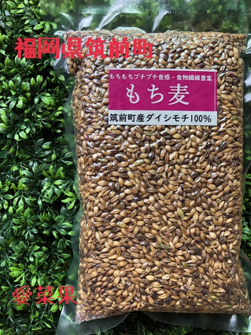 【もち麦】皮つき　もち麦　500ｇ　ダイシモチ　～　福岡県筑前町　焼山さん～