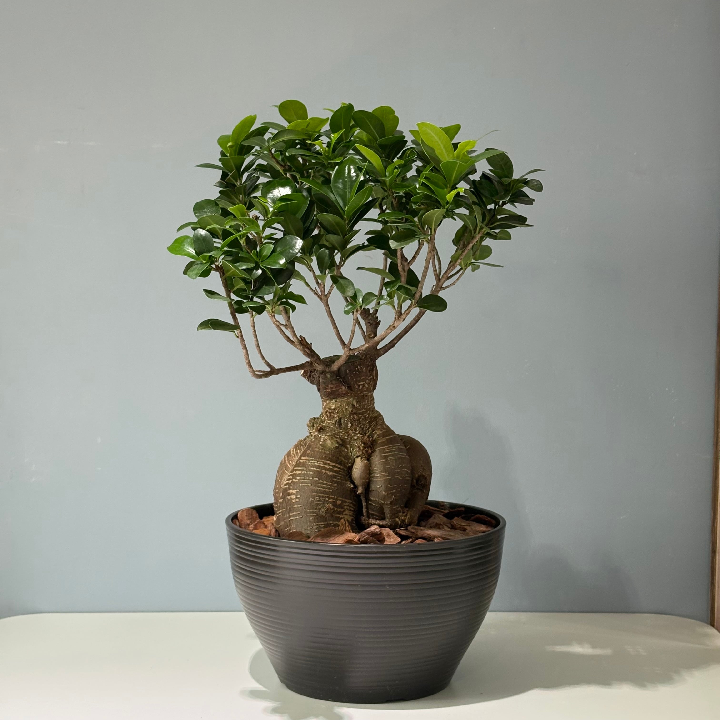 【鉢なし】ガジュマル 8号