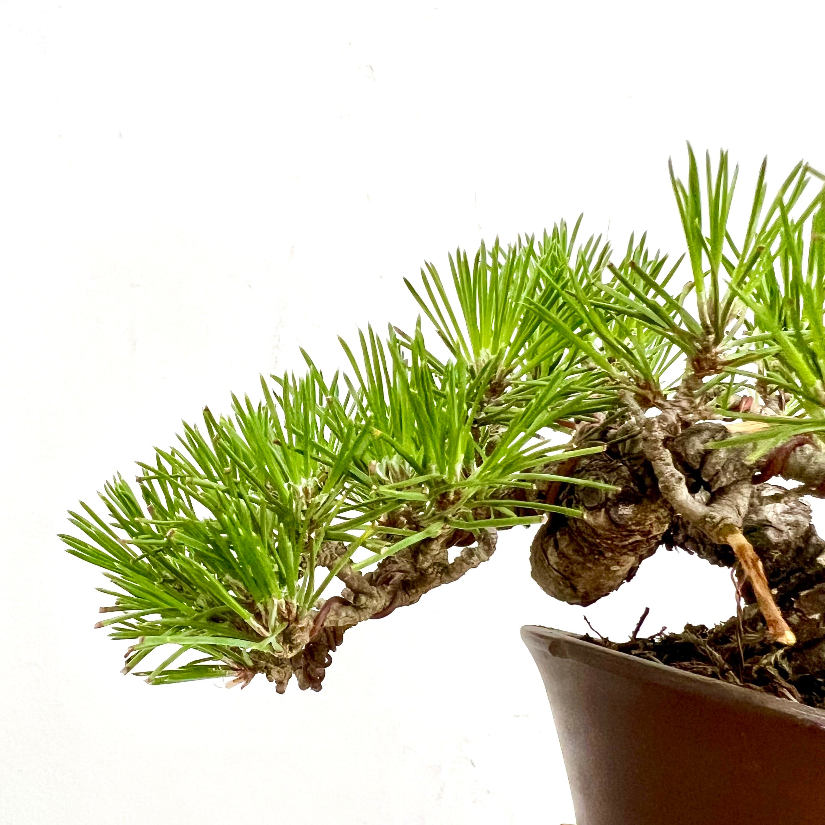 黒松のミニ盆栽｜流麗な懸崖を楽しむ一鉢｜高さ約15cm | BONSAI Labo