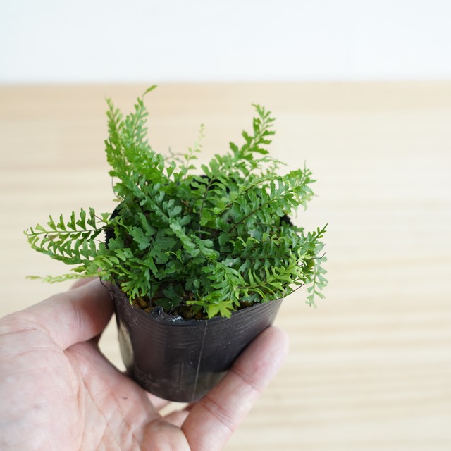 カミガモシダ  Asplenium oligophlebium Baker　苔テラリウム作製用素材◆Lカップ