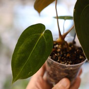 Anthurium Papillilaminum Guna Yala x Forgetii Dark③│観葉植物