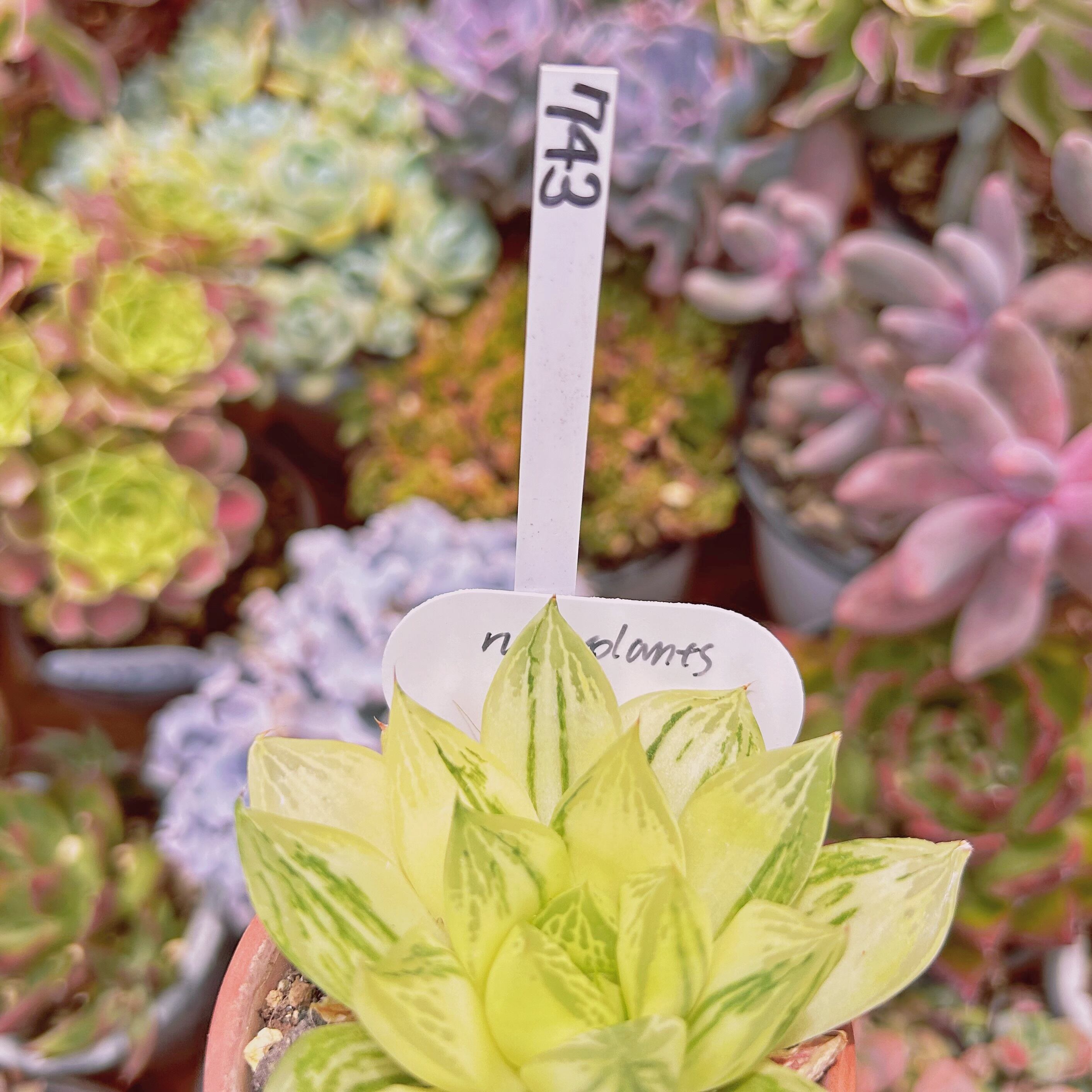 743現物 多肉植物 宝草錦 抜き苗 | るる農園~多肉植物専門