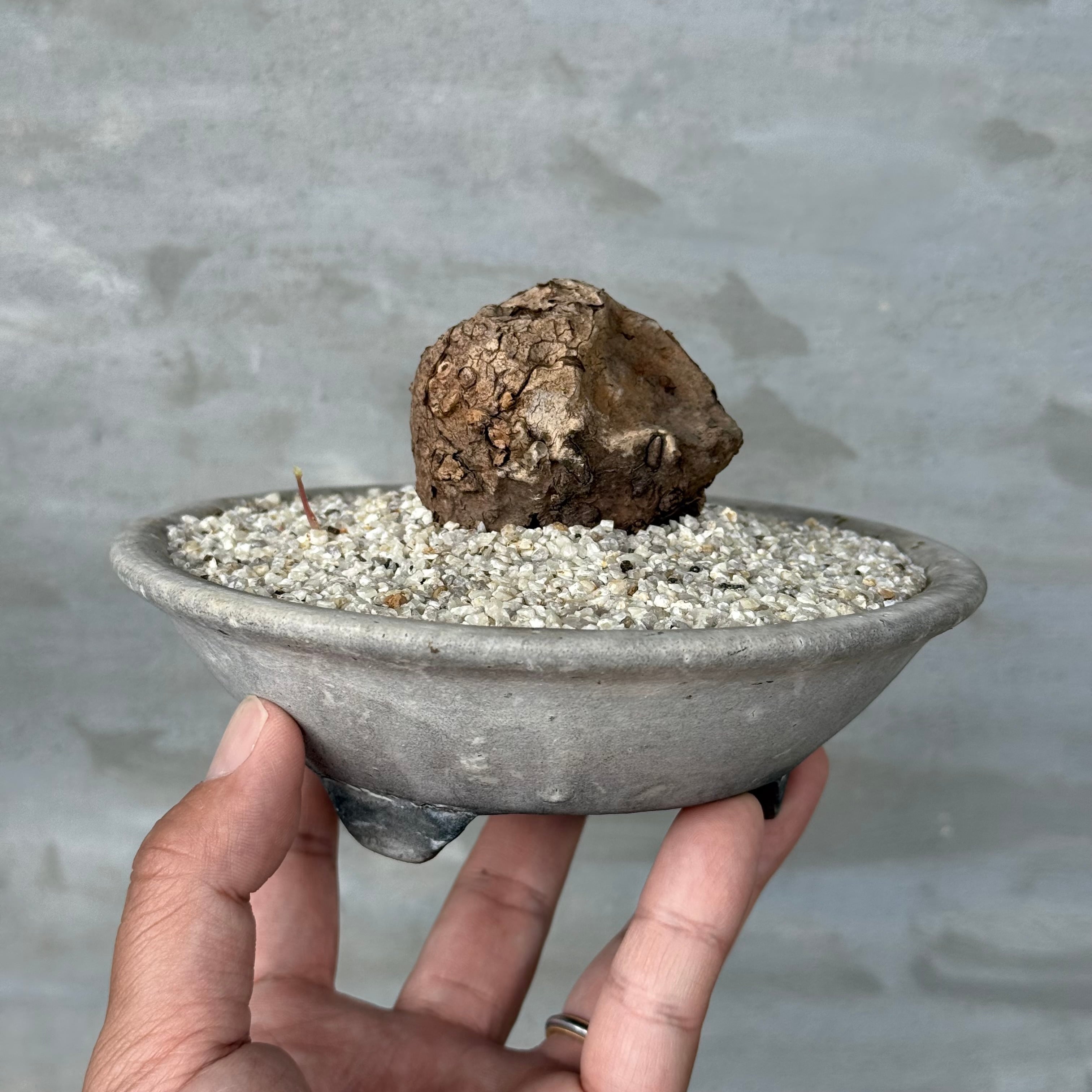 植物 | A-PLANTS