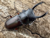 【WF1】《ピエールコクワガタ 31mm ペア》