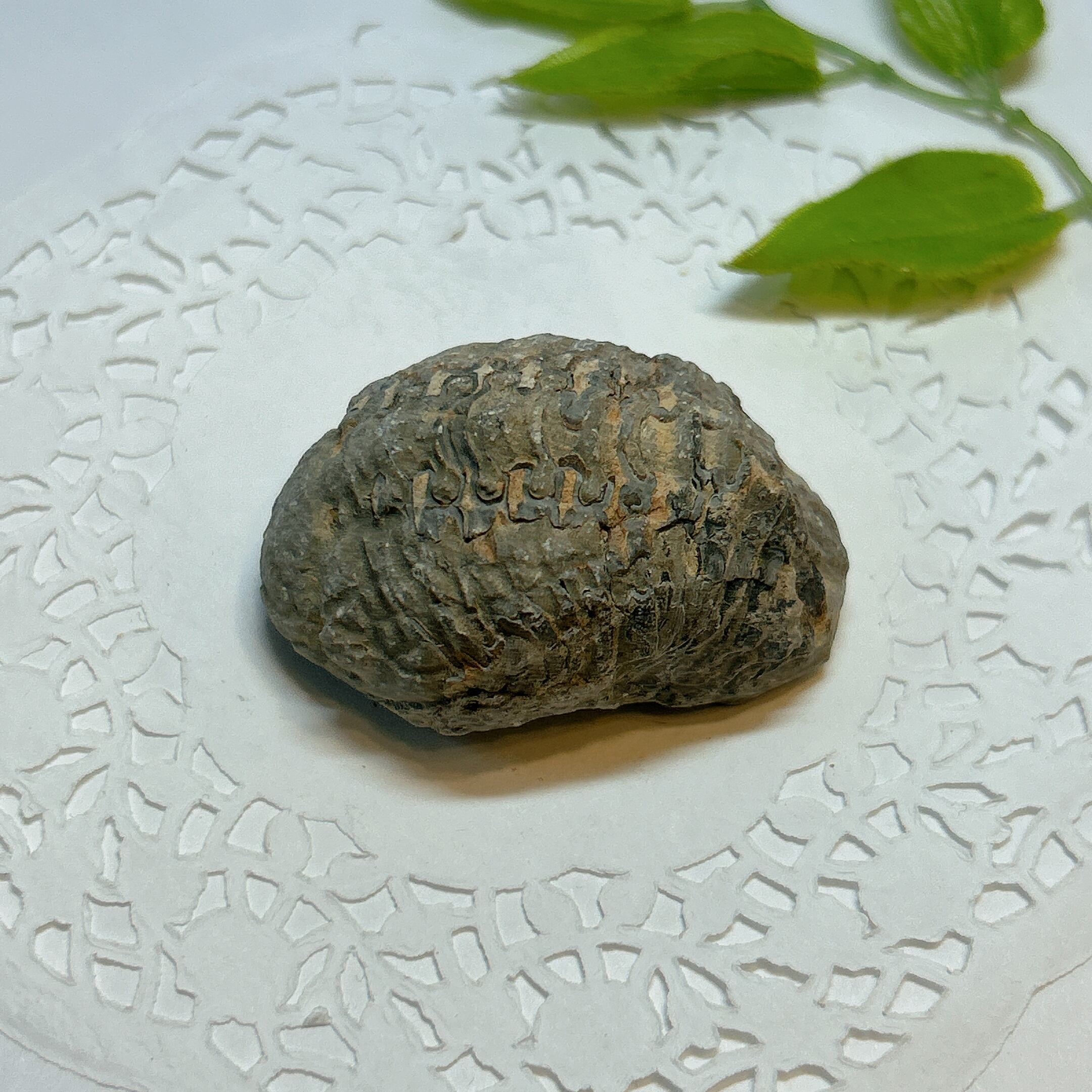 17919】三葉虫 古生代デボン紀 化石 モロッコ 化石標本 | クリスタル