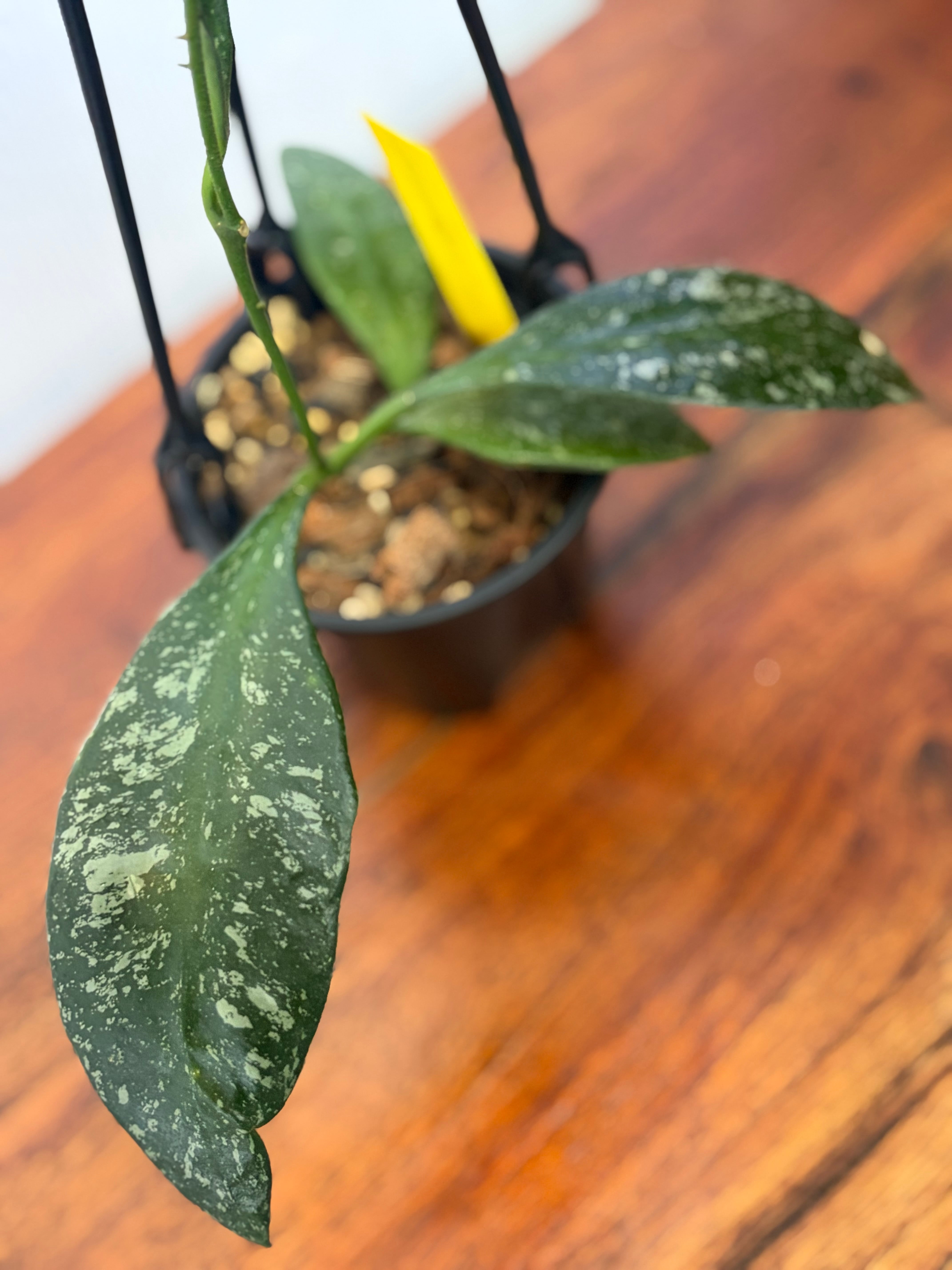 Hoya | BALI-AN 園芸
