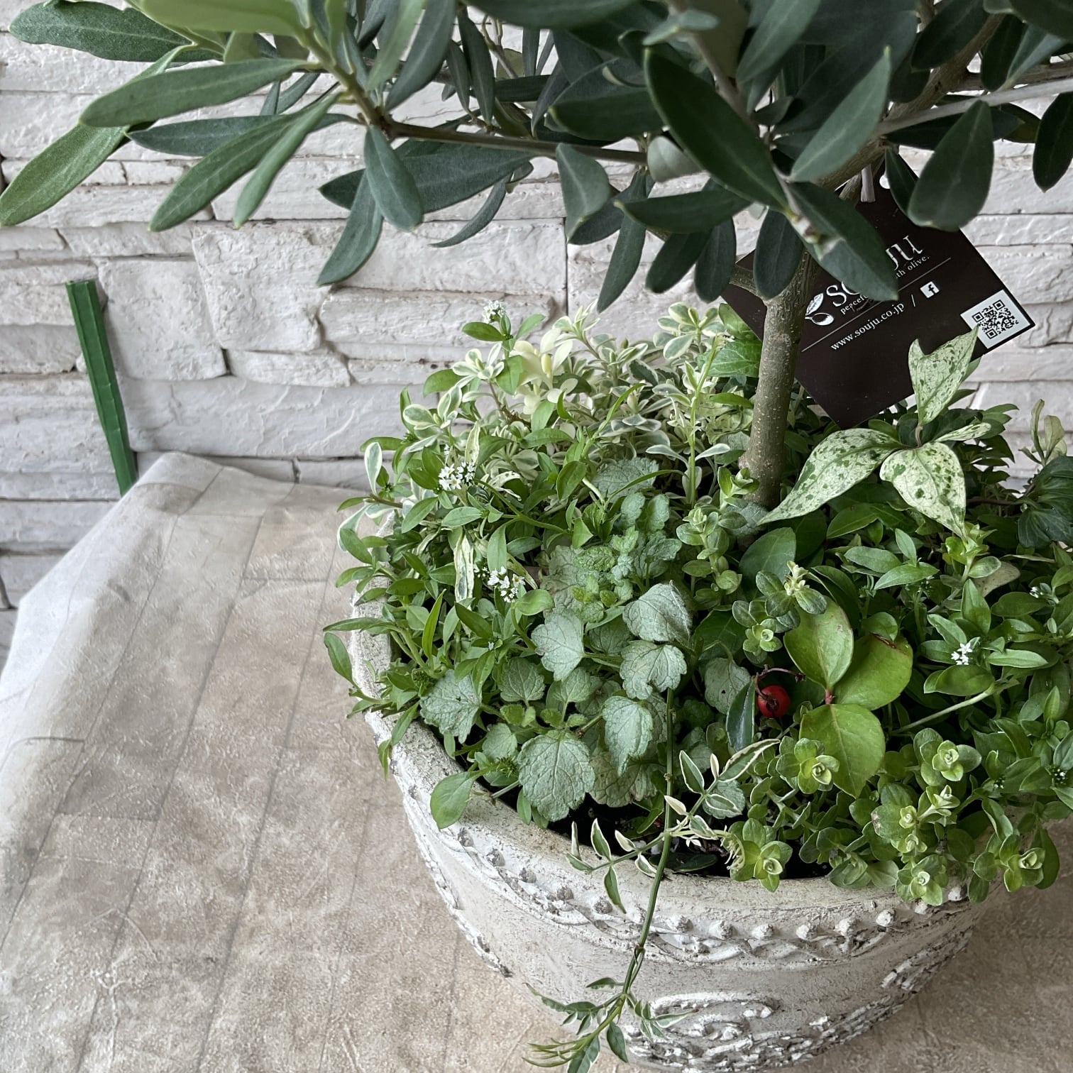 オリーブとカラーリーフの株元寄せ植え 寄せ植え完成品】オリーブの株元寄せ植え | 橋本種苗園