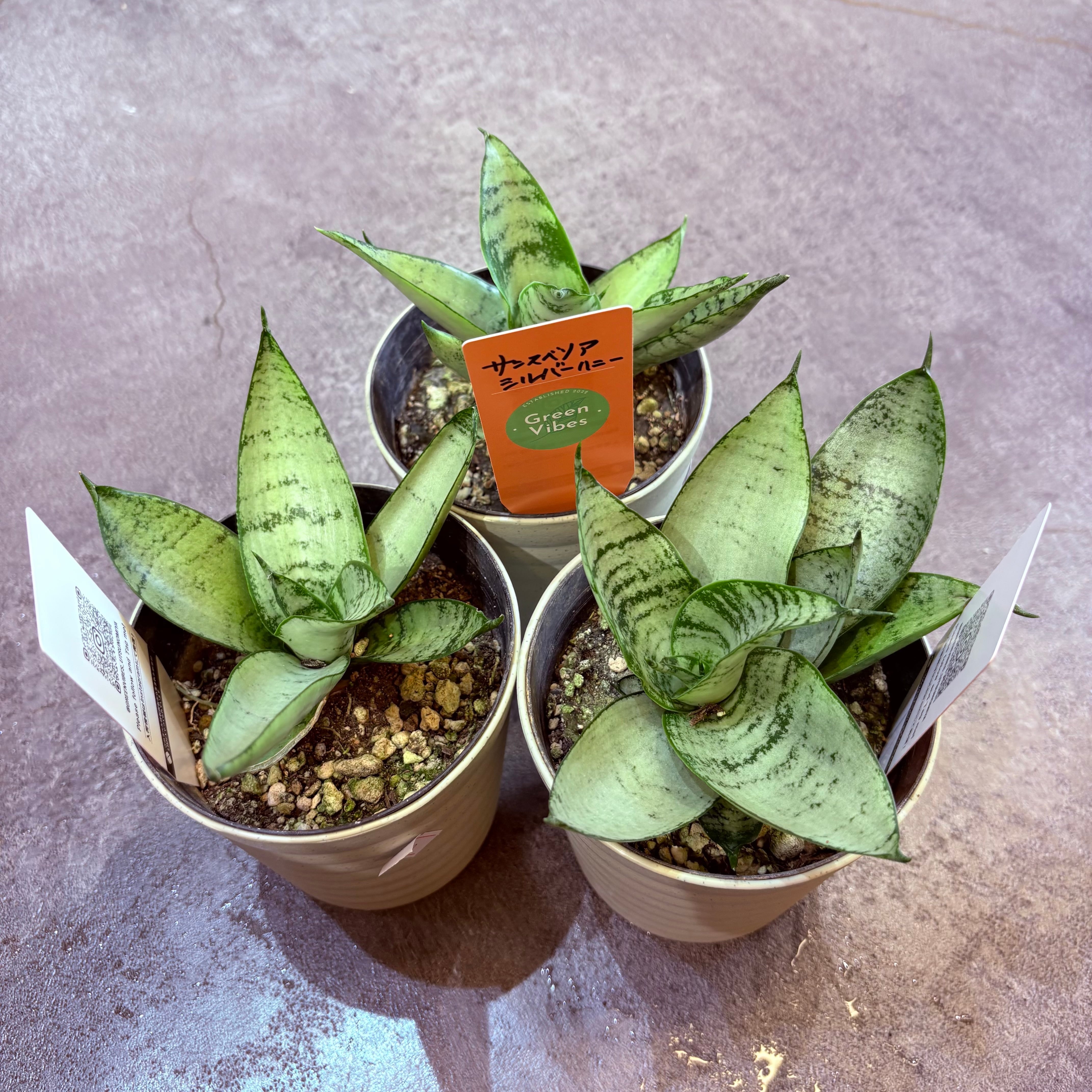 サンスベリア シルバーハニー 4号 | Green Vibes 宇都宮市の観葉植物専門店
