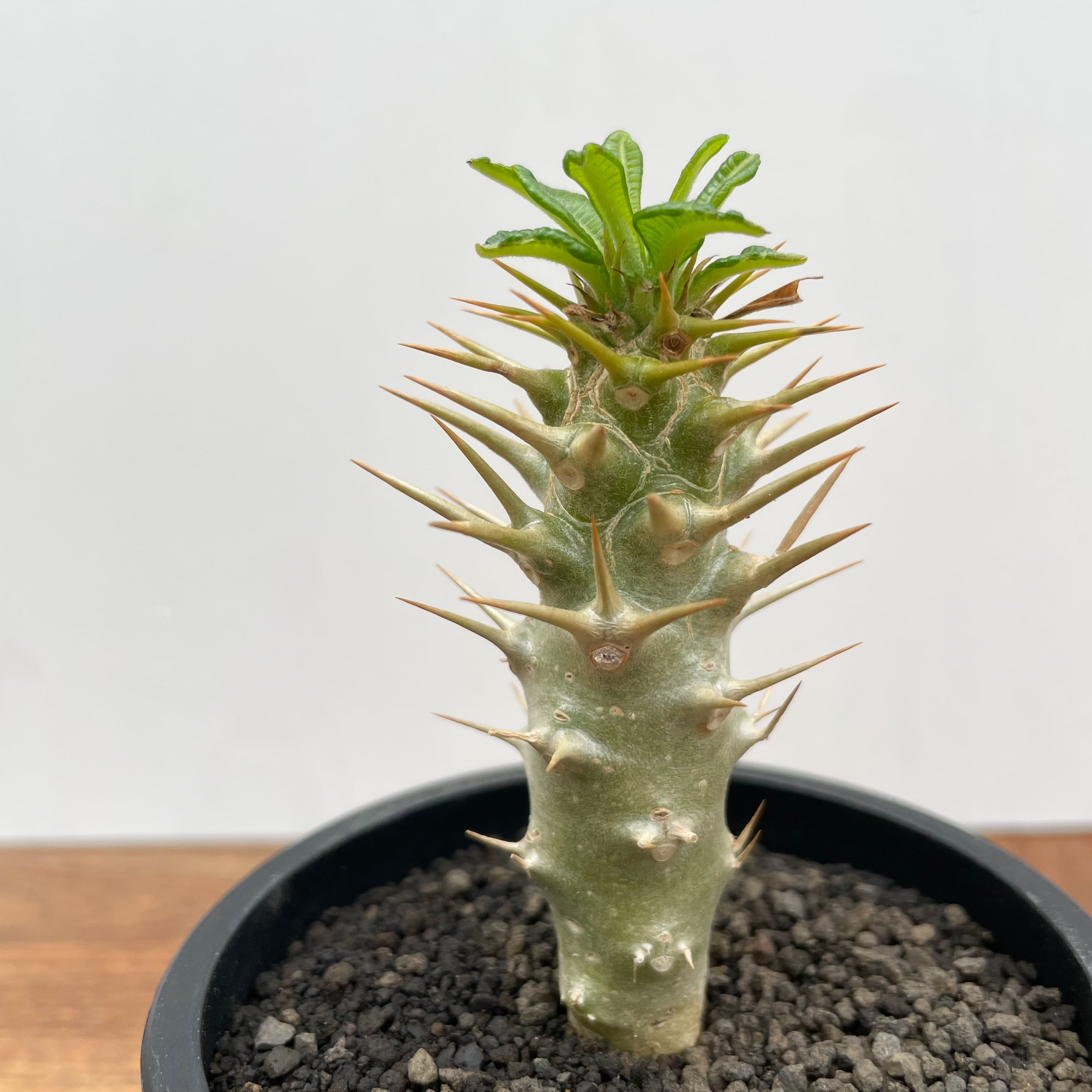 Pachypodium ambongense【パキポディウム・アンボンゲンセ・実生