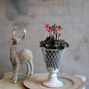 シクラメン　森の妖精　アンティーク　フリルシクラメン　冬のお花