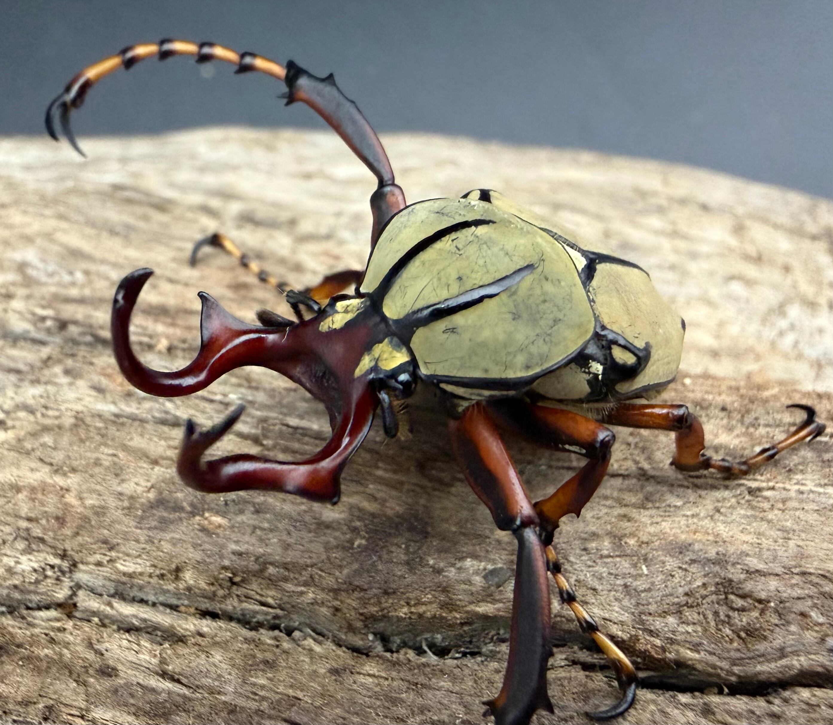 Scolopendra paradoxa | PAY ID