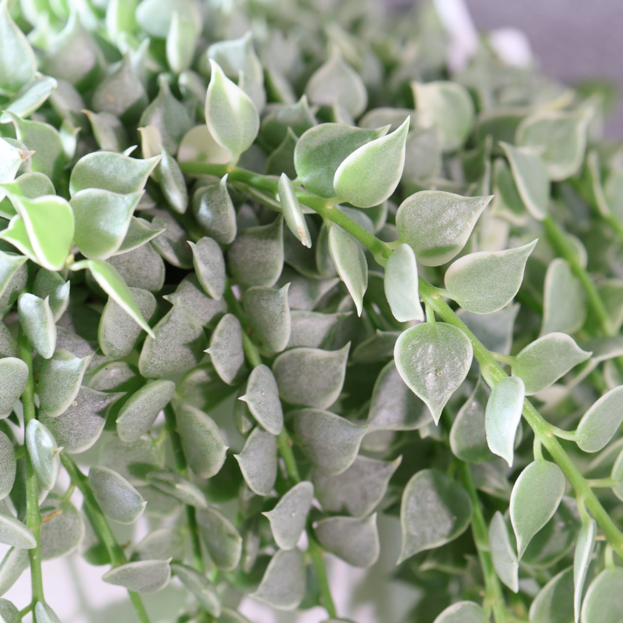 381 小さなハートが重なり合う、やさしい彩りのカーテン