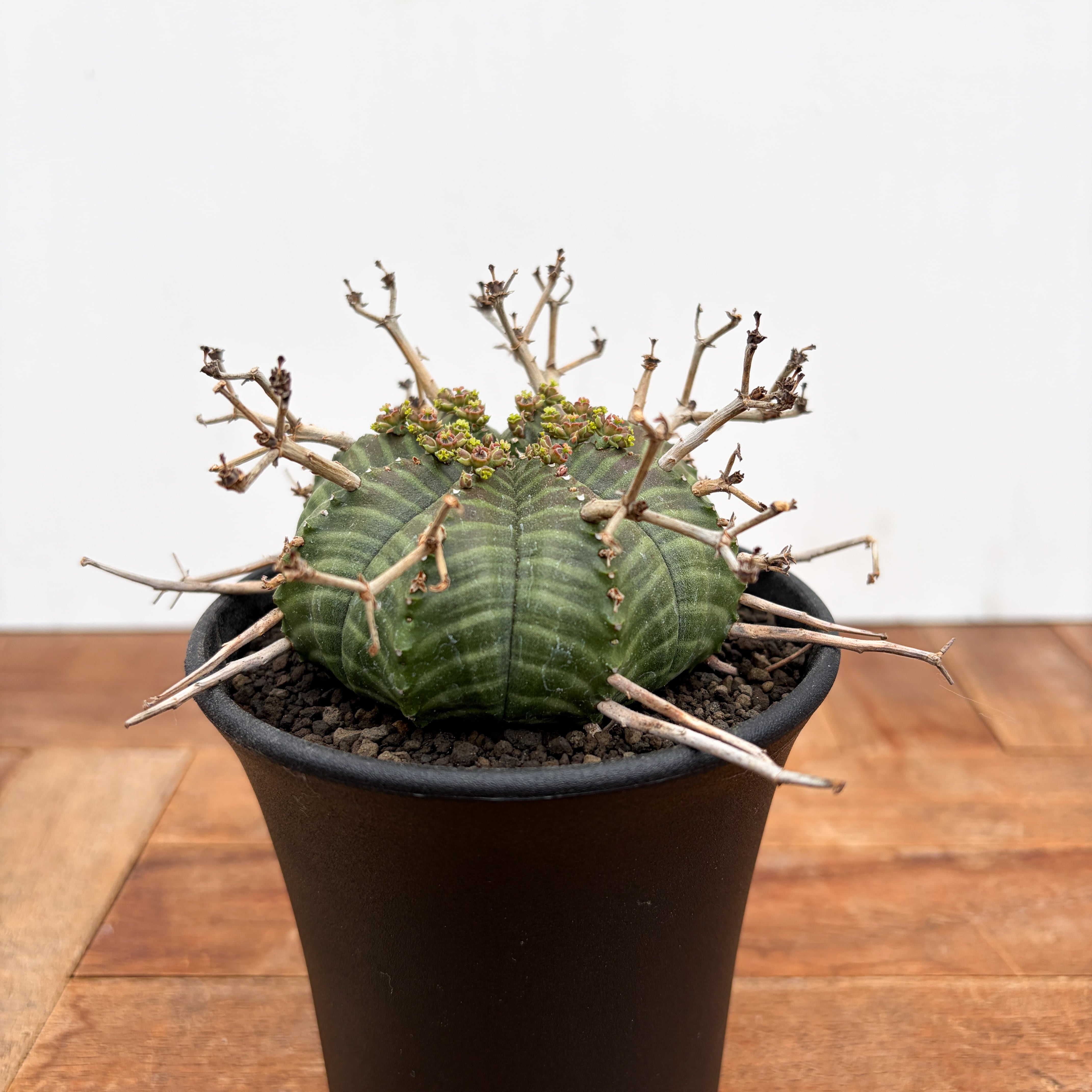 Euphorbia | RIMO'S GREEN 【Saboten & Succulent】