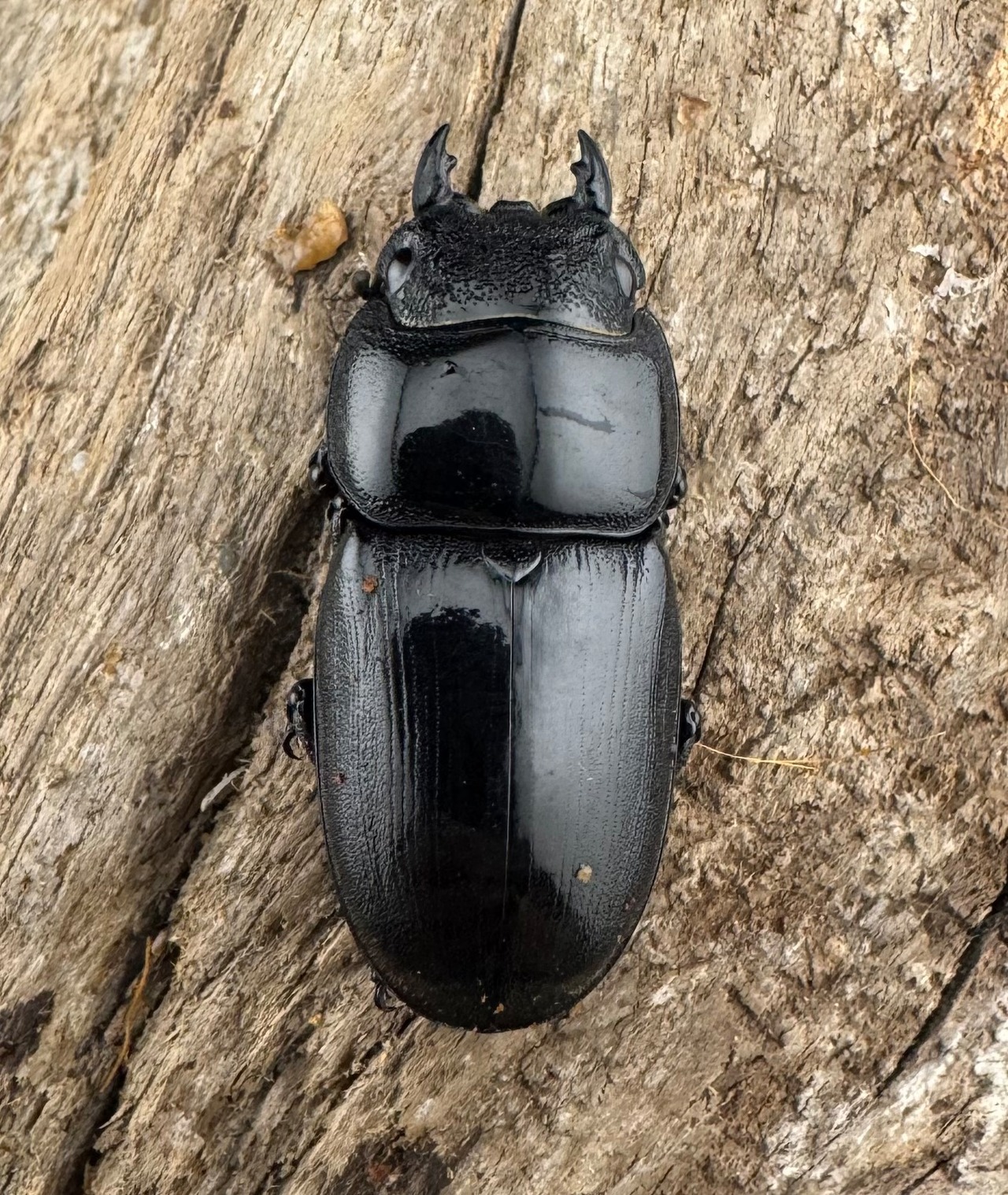 【WD】《アルキデスヒラタ ベンクール産 Free ♀単》