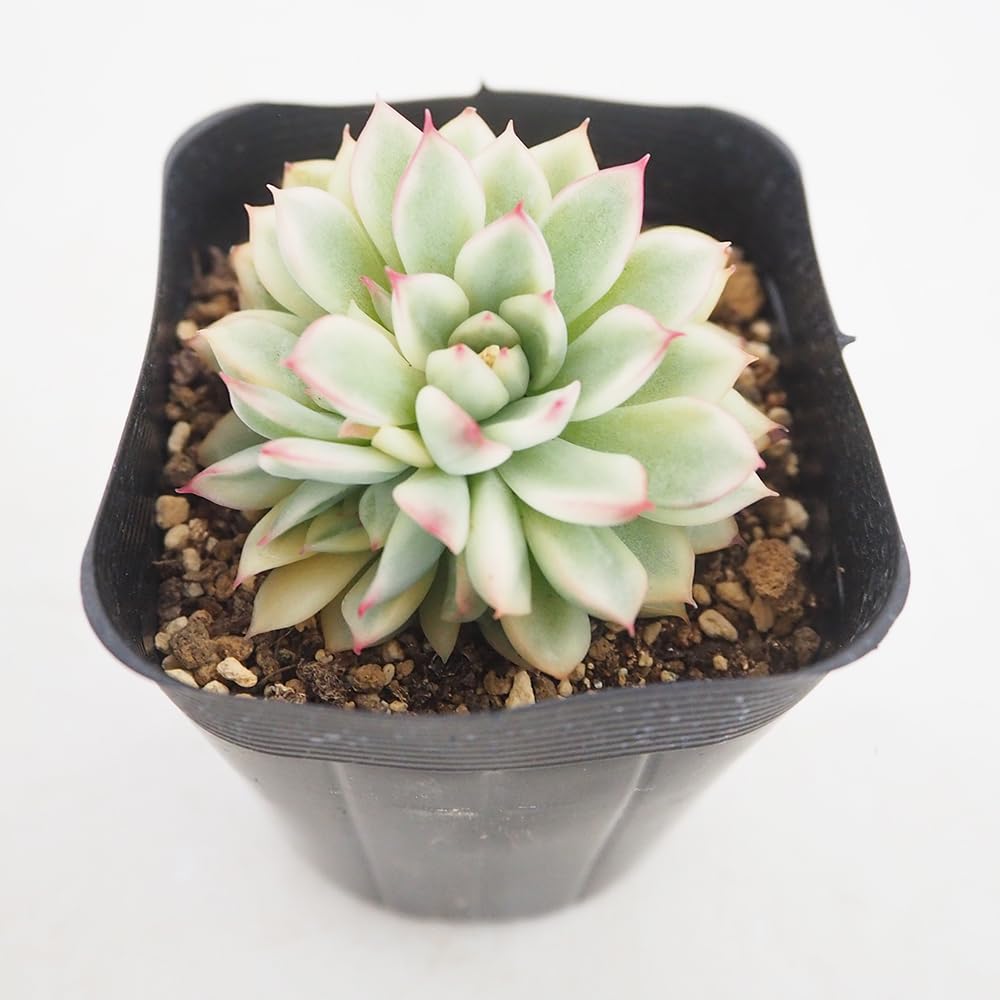 多肉植物 大苗 太幹 ピンクウィッチ 多頭 アエオニウム 美苗 #4 | PAY ID