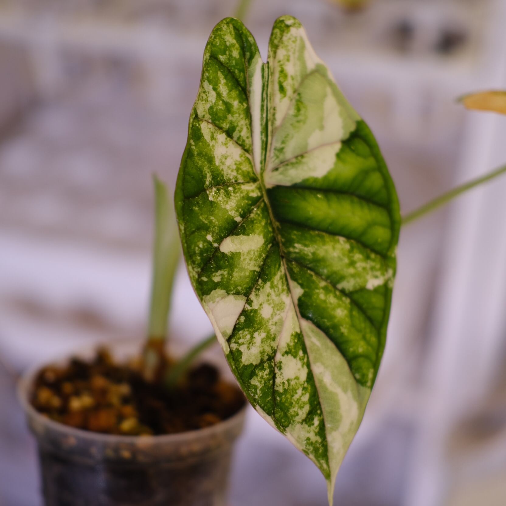 アロカシア ドラゴンスケールミント 6本セット アロカシア ドラゴンスケールミント 6本セット アロカシア ドラゴン