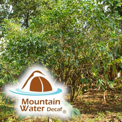 ディカフェ　エチオピア　180g