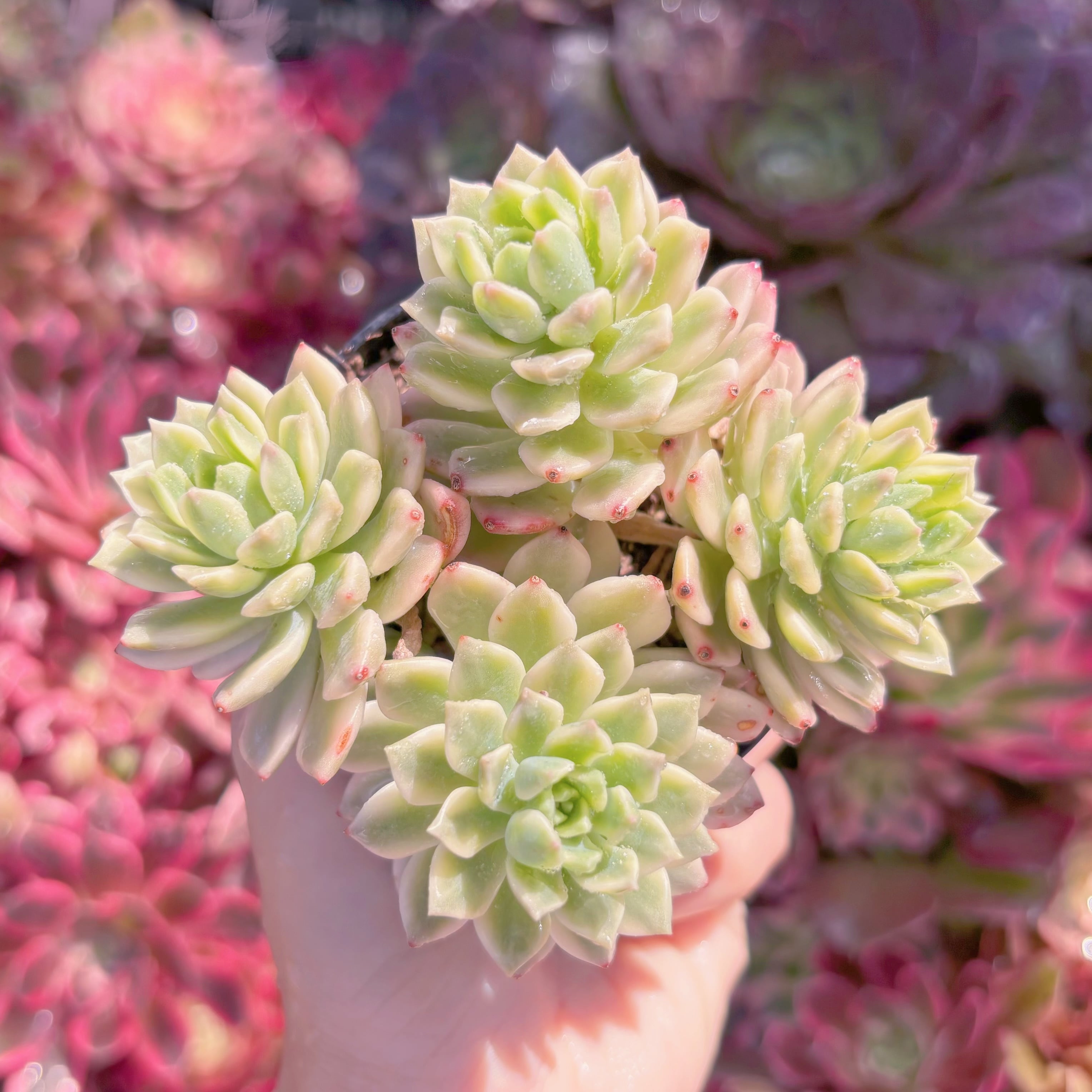 現品　マッコス錦#B72　るる農園