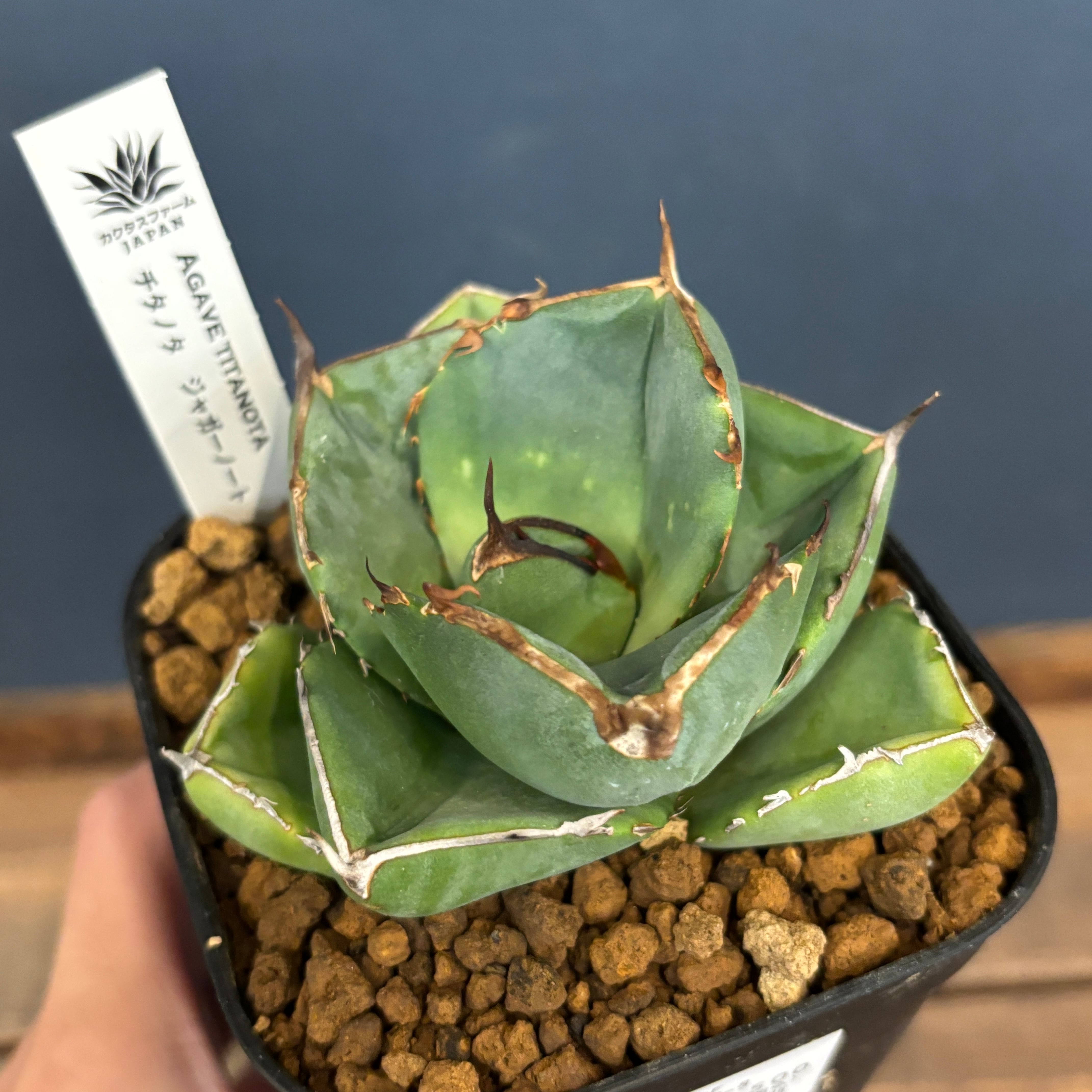 21a4eddcd3db17717be90ba81c342a