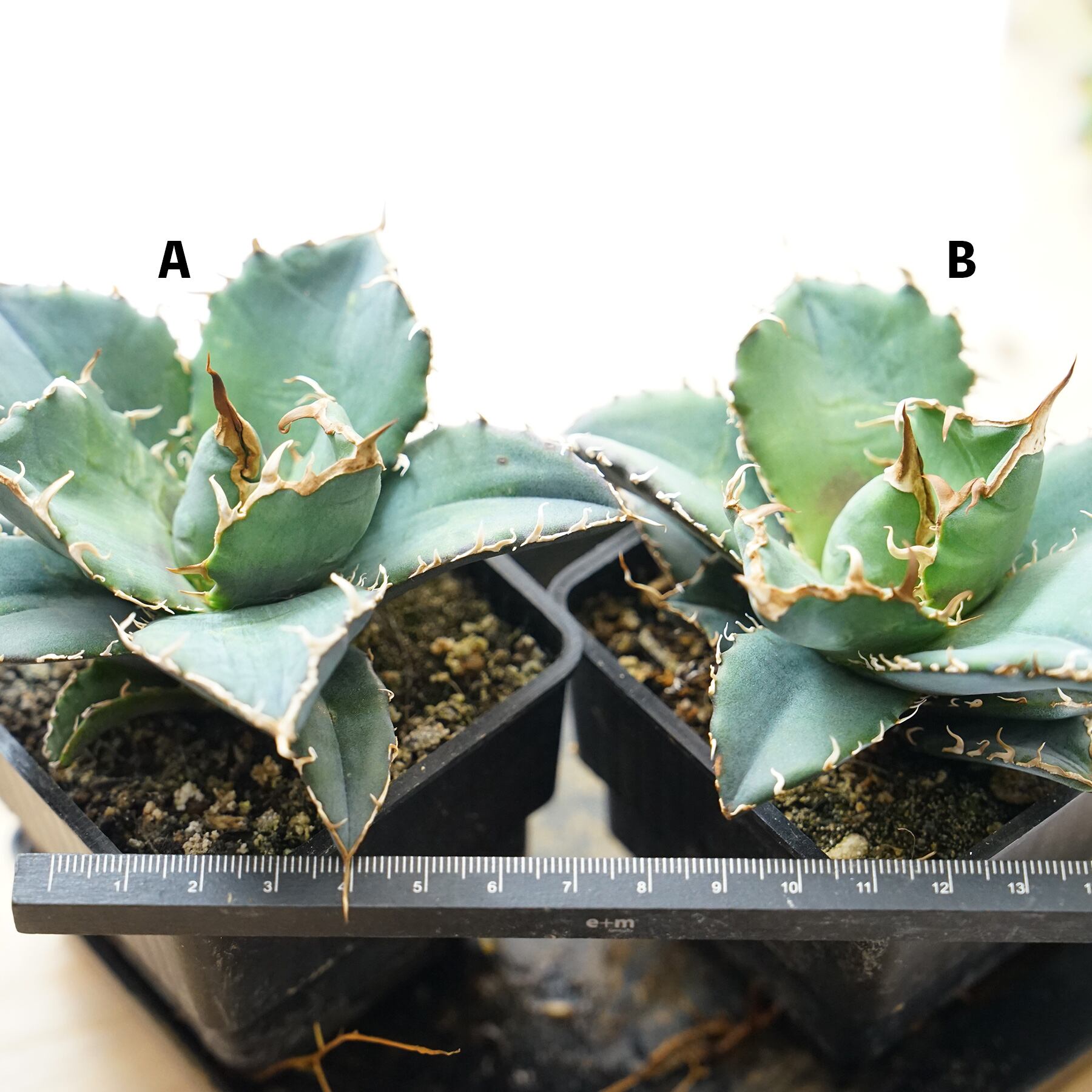 抜き苗 白鯨 Agave titanota 