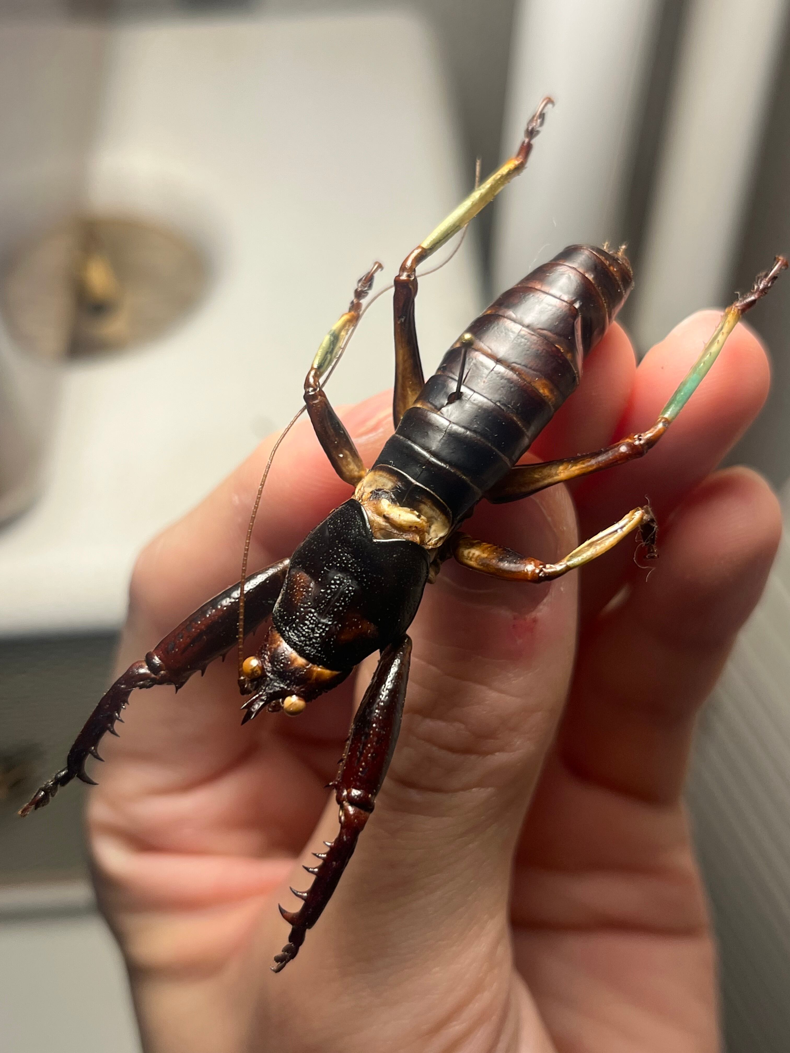 巨大♂】ロブスターキリギリス マッチョキリギリス コロギス リオック