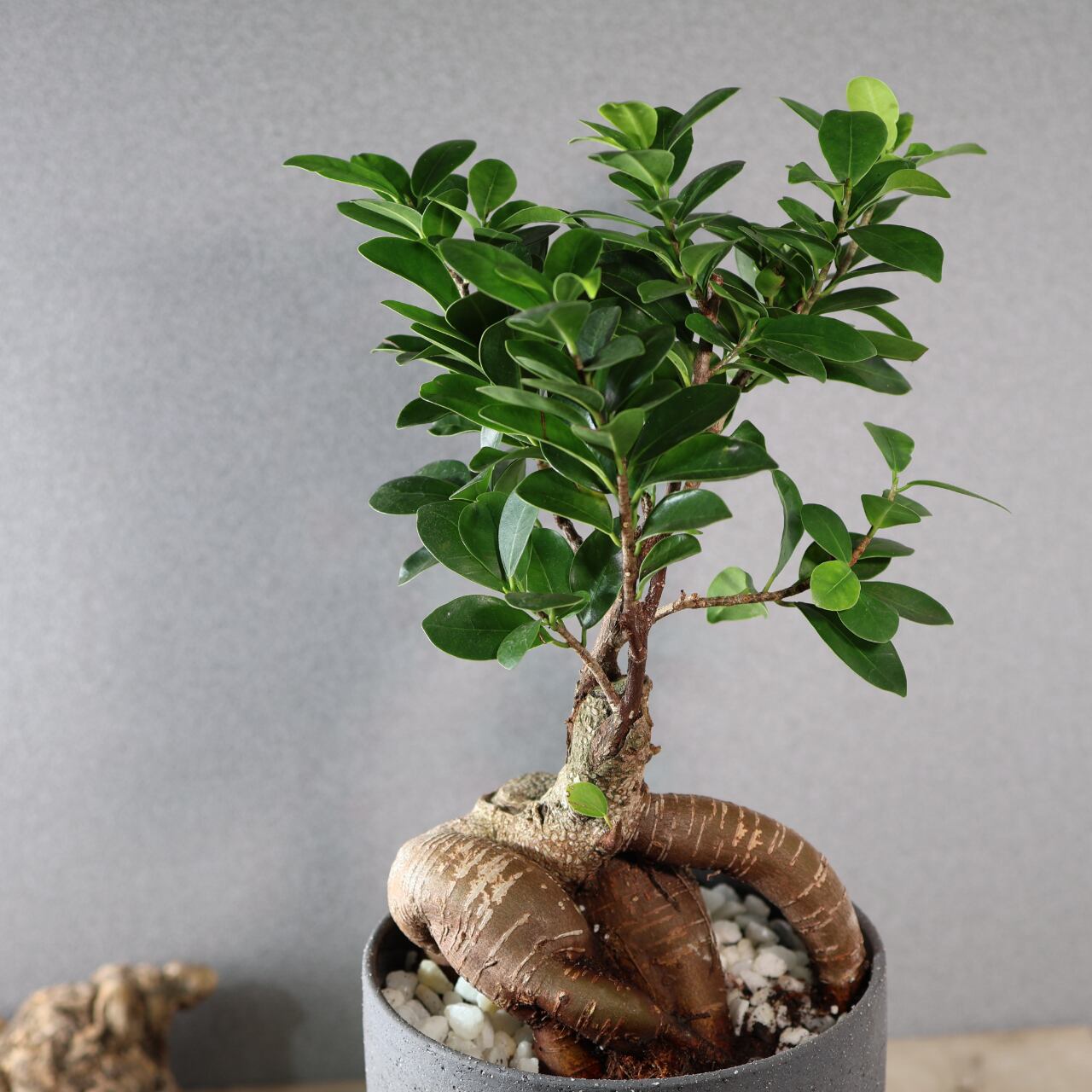 513『ガジュマル陶器鉢』観葉植物【送料無料】 | MARX PLANTS | 観葉