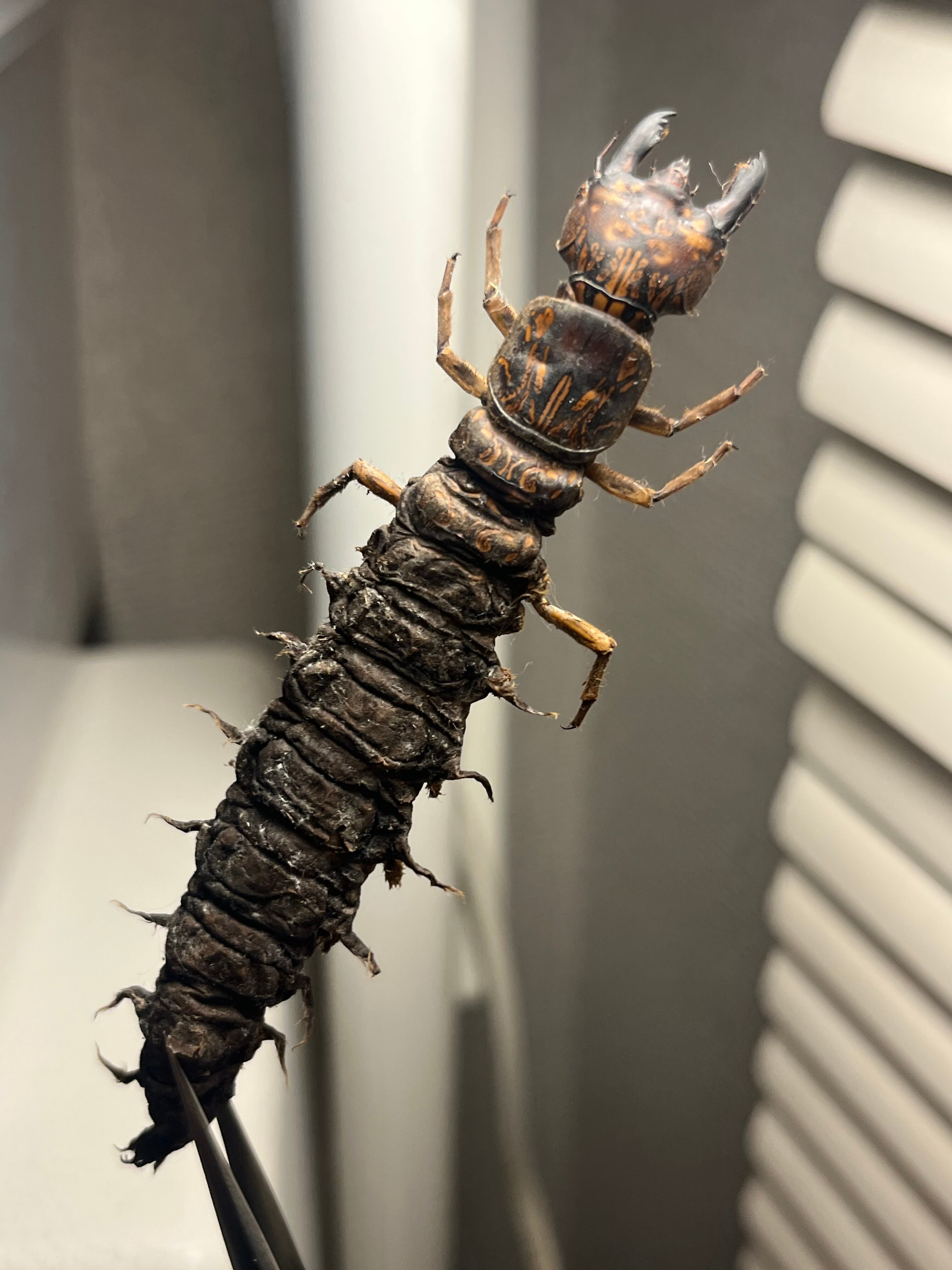 蜻蛉 | オモニキチュウ