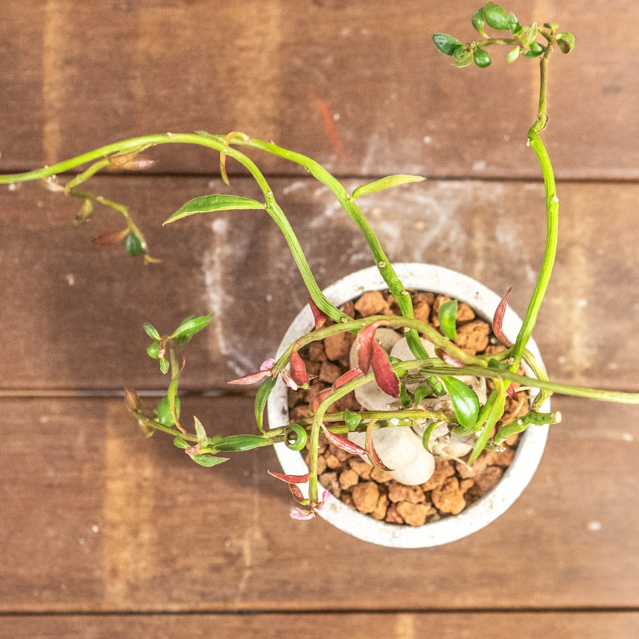 個性的な塊根植物 モナデウム・ルベルム 手づくりモルタル鉢仕立て インテリアに映える造形美をお楽しみください｜虫発生抑制【全国一律送料850円】