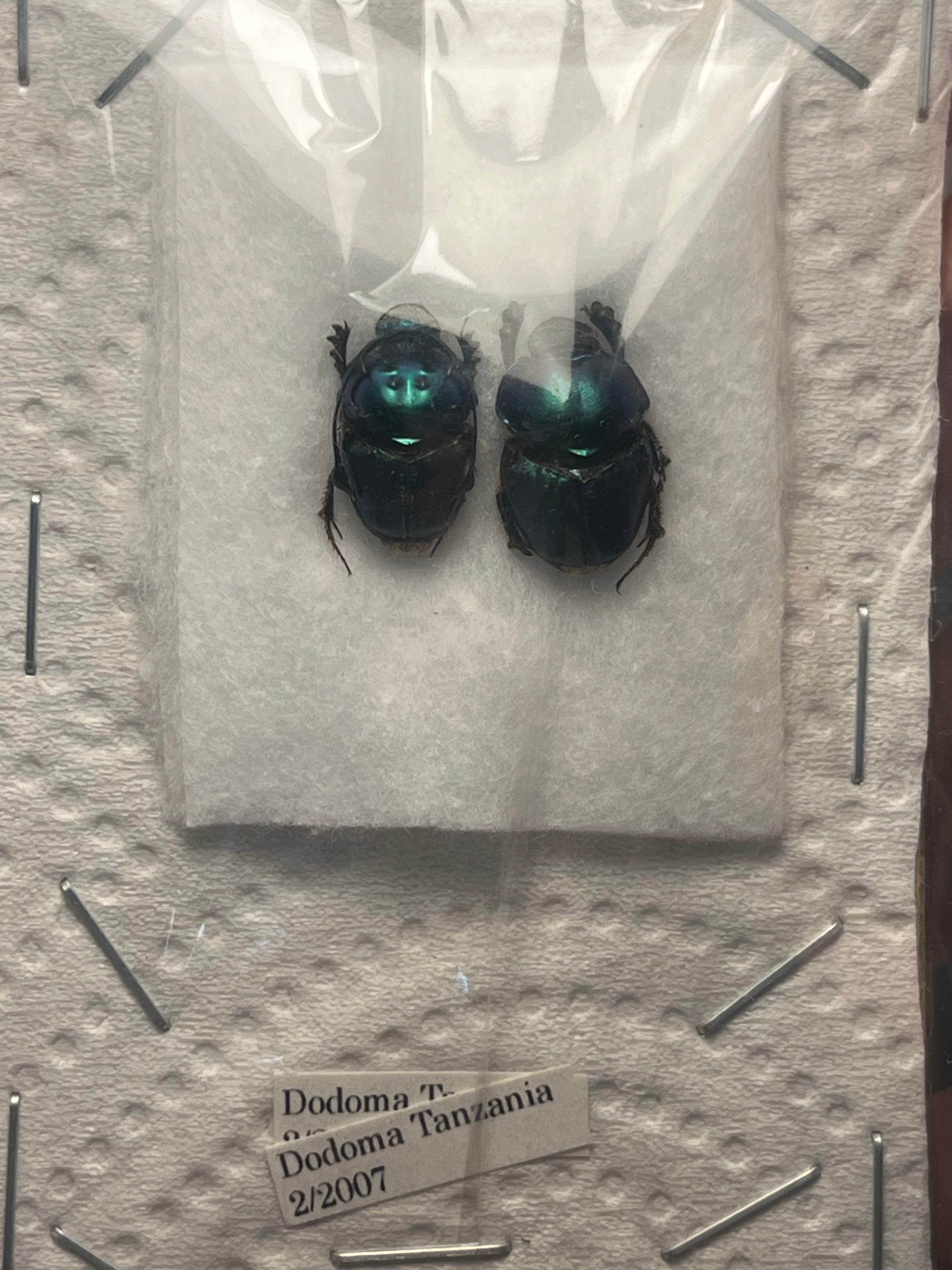 初展翅B品】ピカソモスタナバタユタカヤガ蛾ルナモスミズアオモルフォ