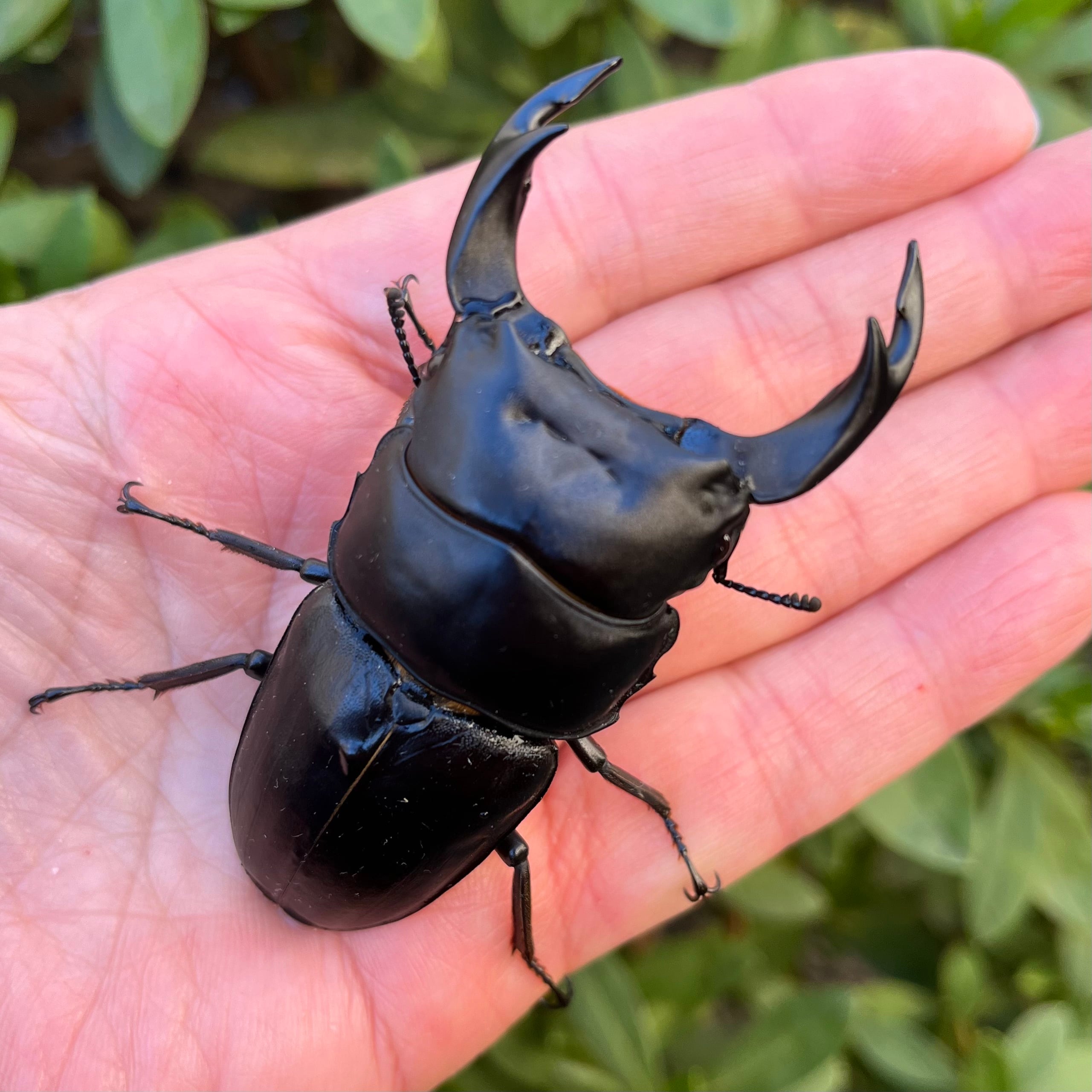 美形】佐賀県神埼郡神埼町産”オオクワガタペア（♂79mm） # 8053−201
