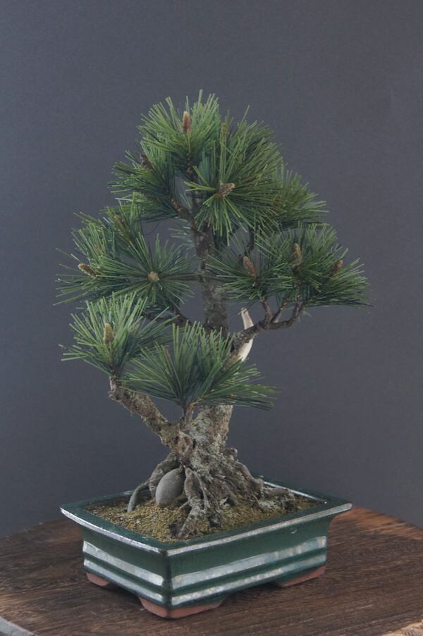 盆栽 松 Pinetree Bonsai #85（鉢変更） | Oh! BONSAI