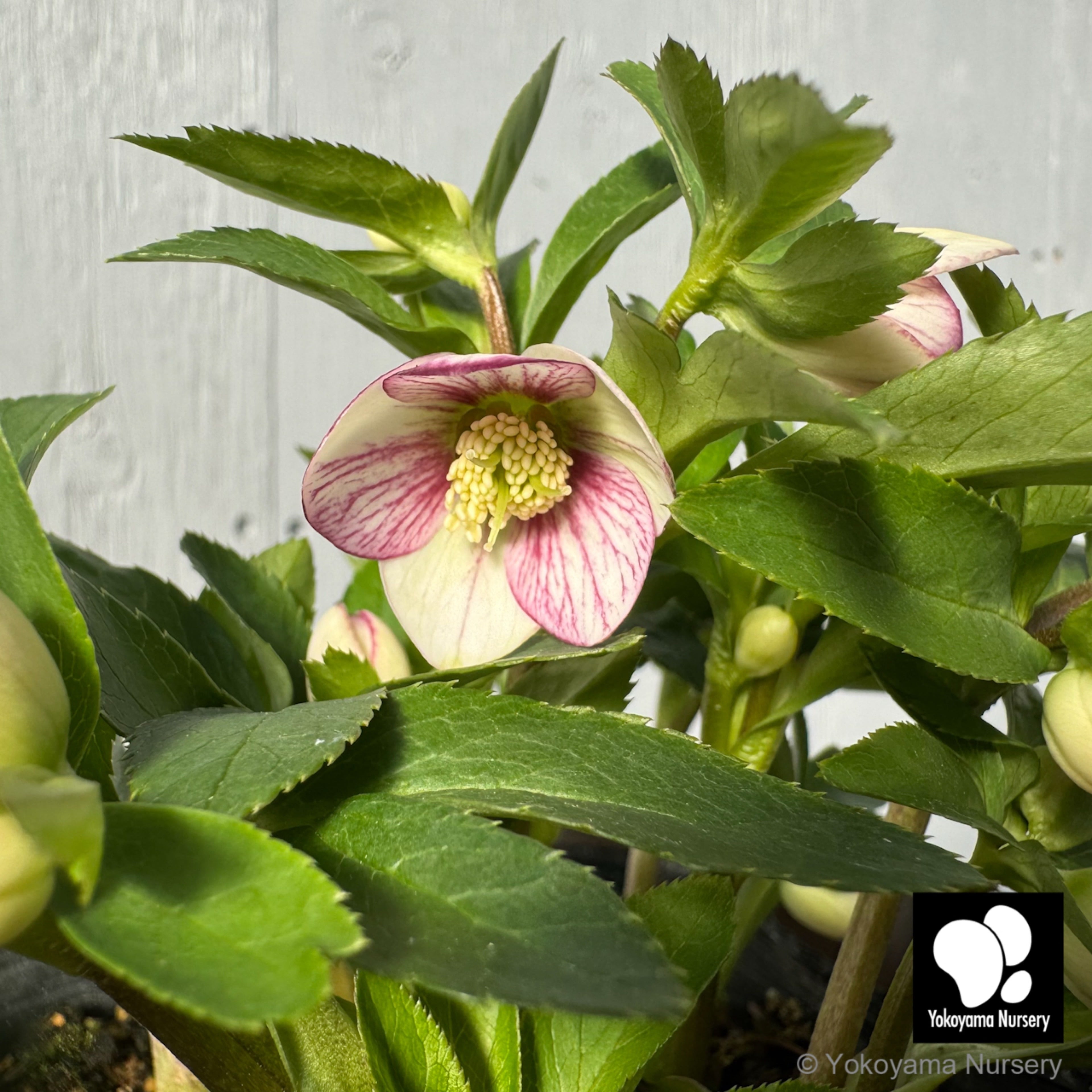 抽選販売】［2］ クリスマスローズ ベビードール ホワイト ピコティー