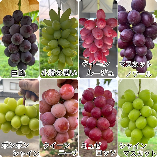 送料無料　信州東御ぶどう園詰め合わせ3Ｋ