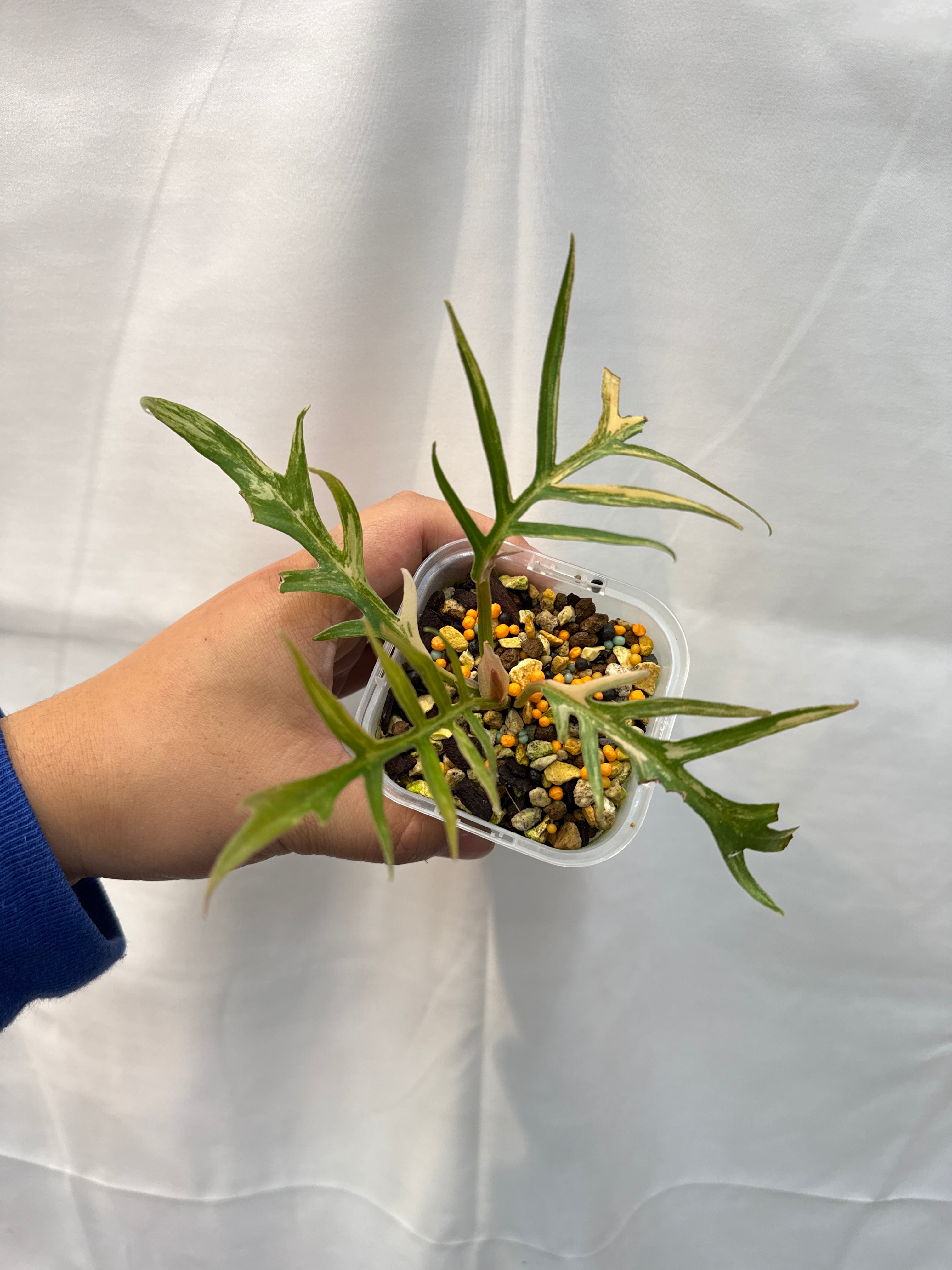 フィロデンドロン トータム斑入り | Gardenえん 【観葉熱帯植物】