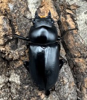 【WD】《シネンシスコクワ ssp. 怒江亜種 36mm ペア》