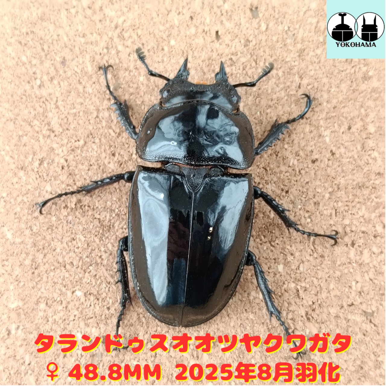 PSA10　タランドゥスツヤクワガタ　2003　AUTUMN ムシキング2003年秋 タランドゥスツヤクワガタ 金レア 希少 未