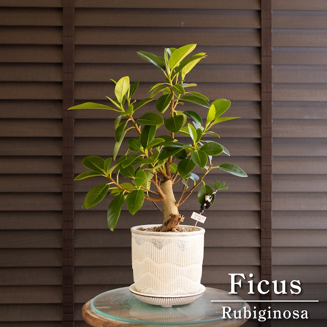 幹太 フィカス ルビギノーサ 6号 RHS 陶器鉢 フランスゴムの木 Rubiginosa 観葉植物 ゴムの木 0426WH