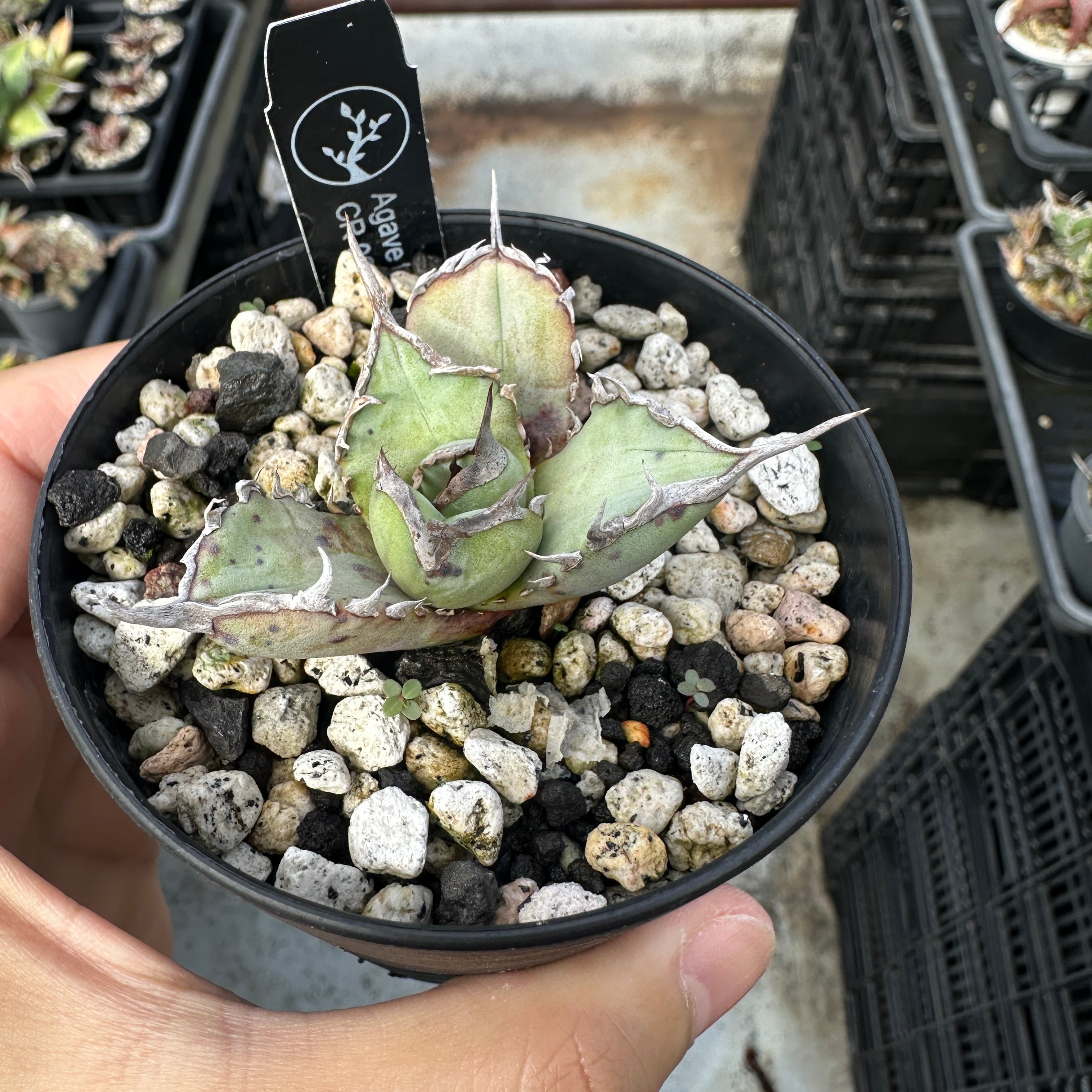 Agave titanota(アガベ チタノタ ) CR-02 子株 | THE CORE 