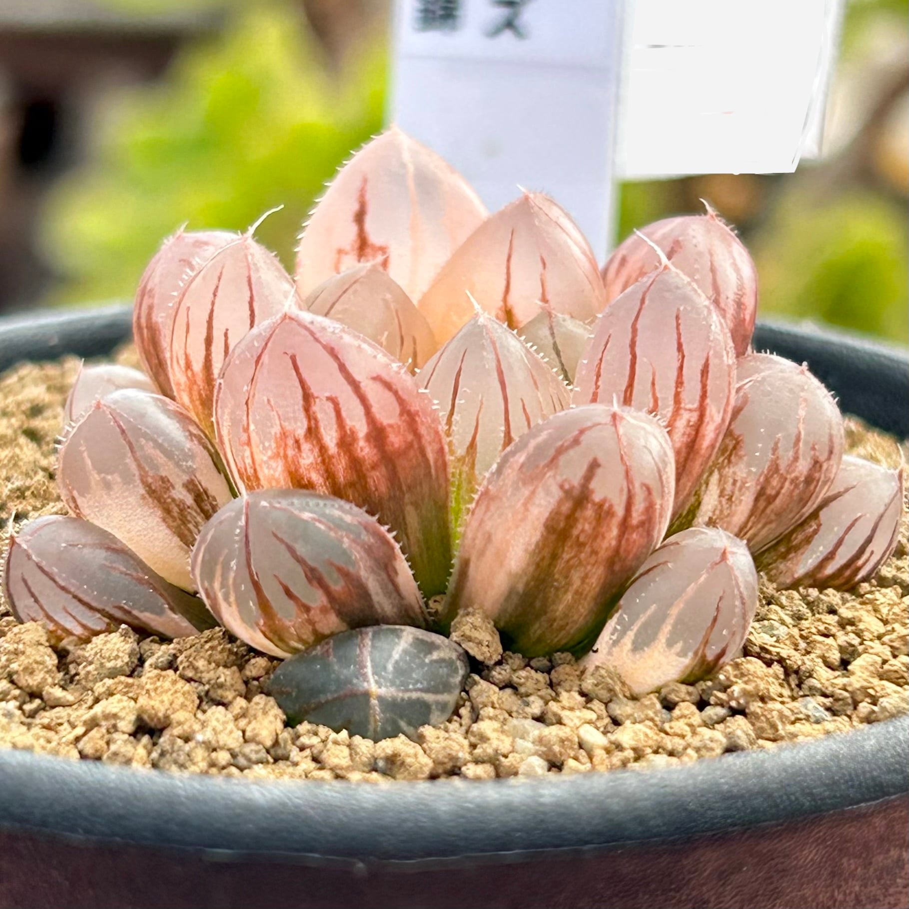 錦 | RuPo 多肉植物専門店