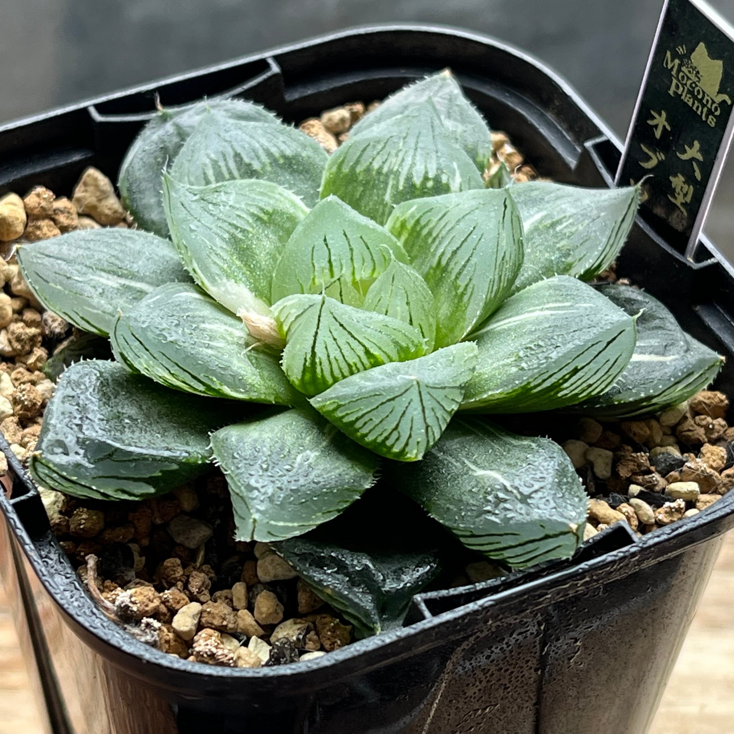 ハオルチア 紫王 オブツーサ錦 | mocono_plants