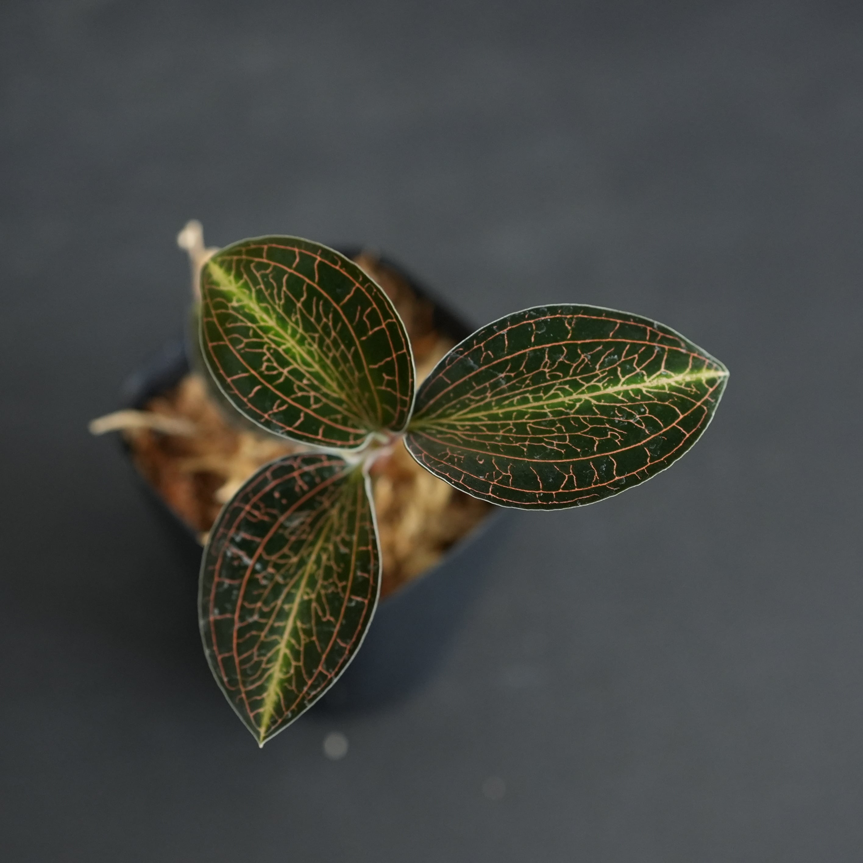 ◇現品◇Anoectochilus lylei 'Red Splash'【ジュエルオーキッド宝石蘭