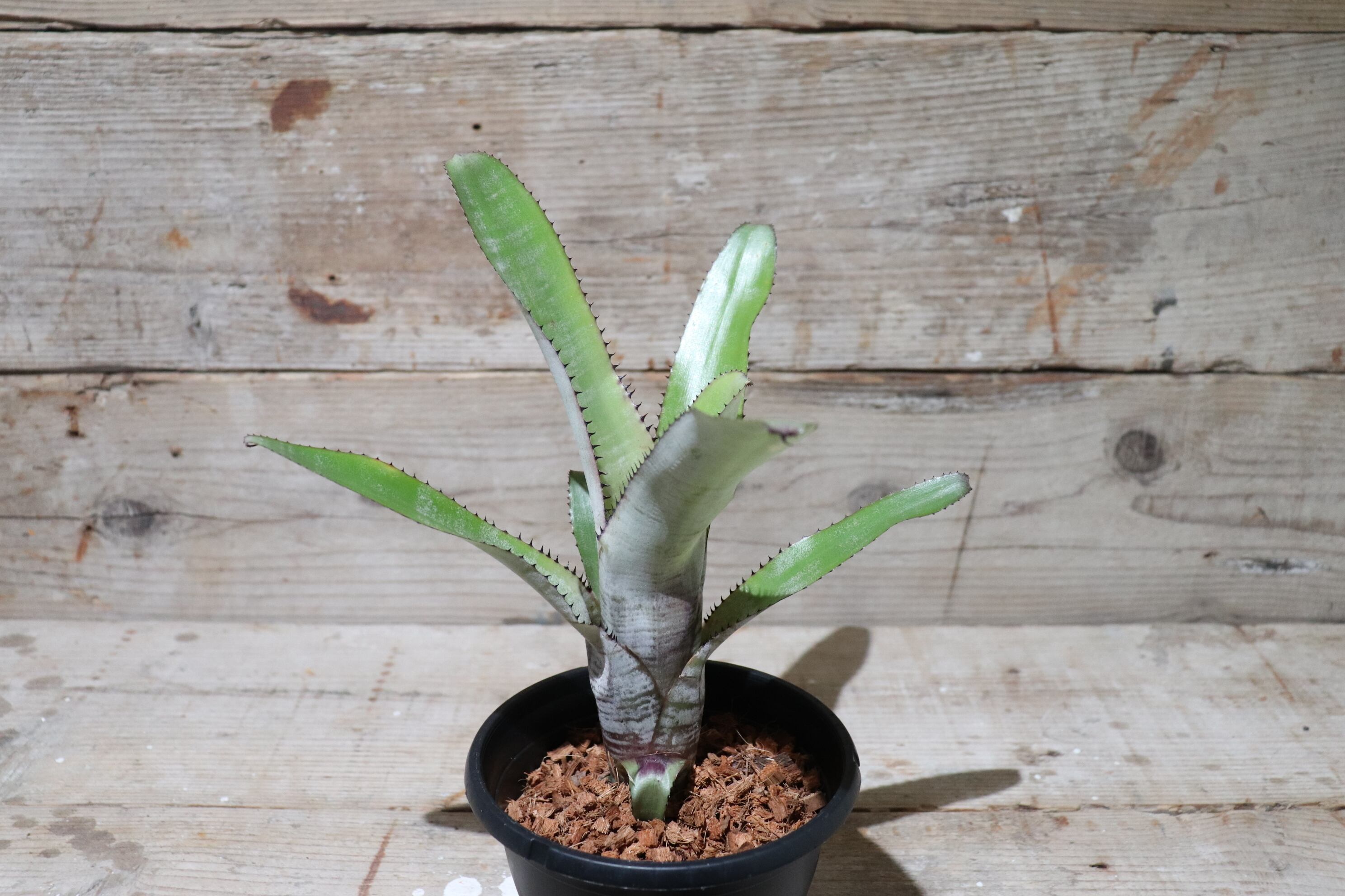 送料無料】Aechmea nudicaulis var. aequalis〔エクメア〕現品発送