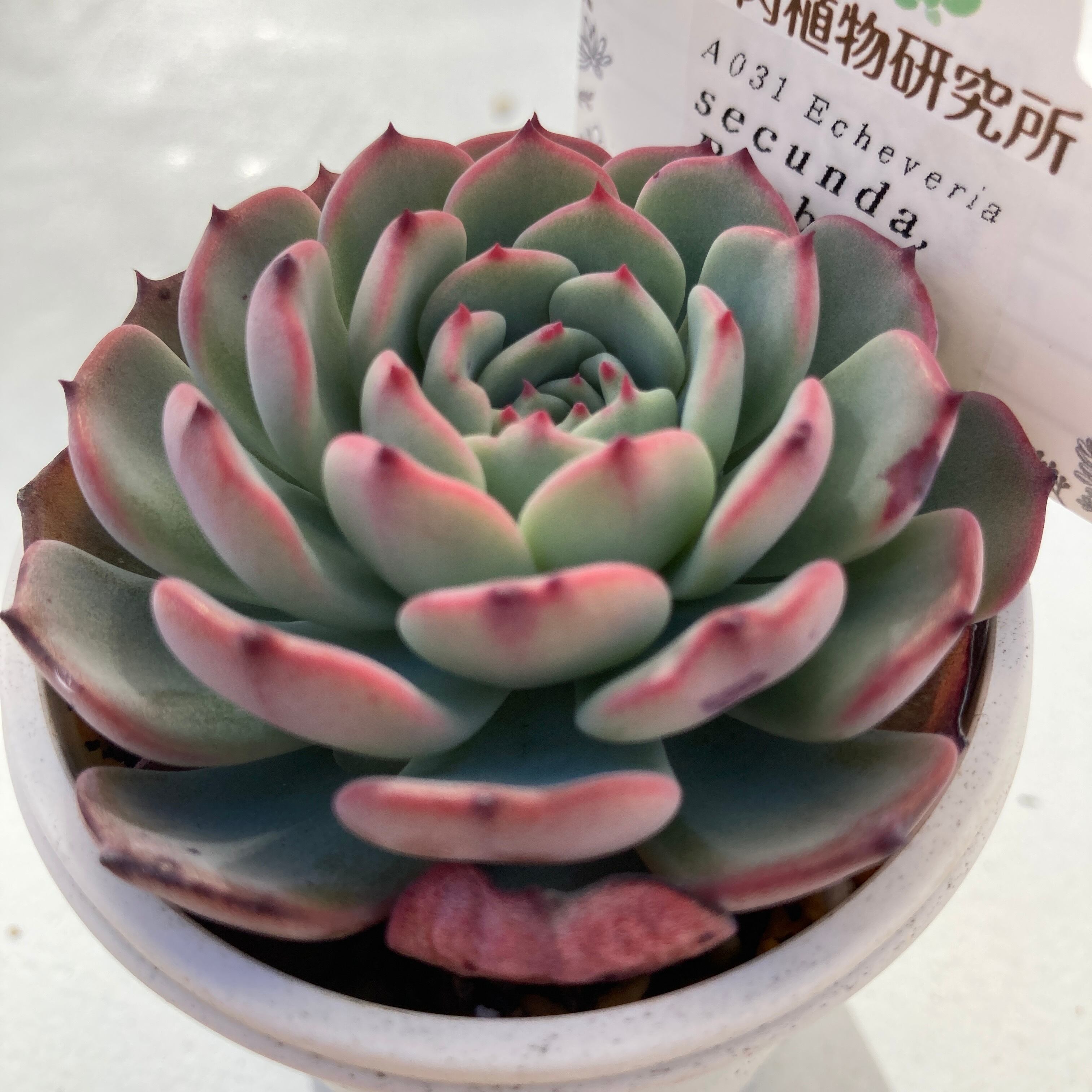現物商品】ECHEVERIA secunda,Puebla 原種 実生苗 | 多肉植物研究所