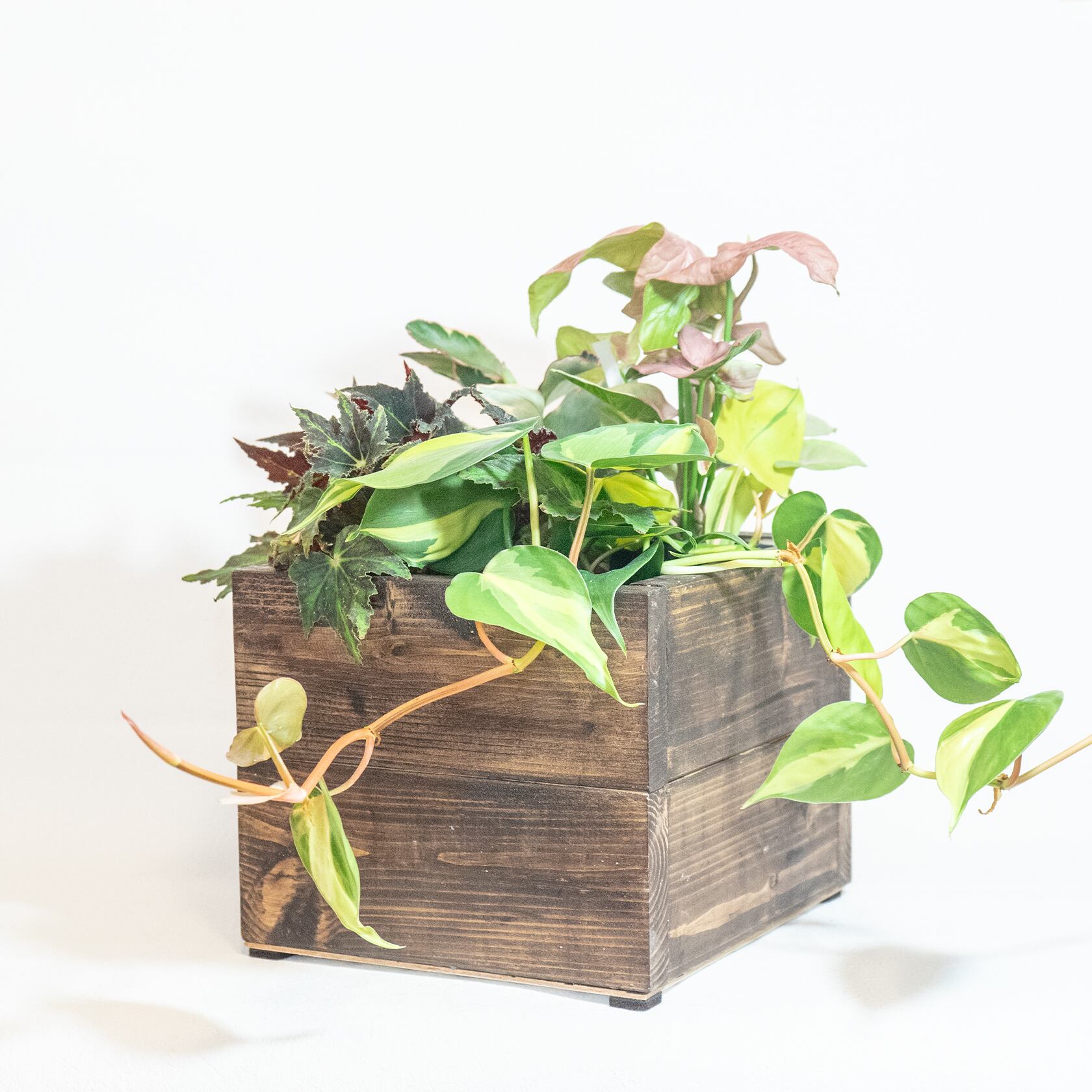 ＼送料無料／≪ 観葉植物 ≫手づくり木箱に植えた4種の観葉植物｜形・色・柄、特徴の違う植物をバランスよく寄せ植えにしています