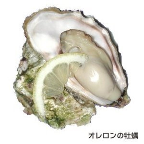 オレロン島の活牡蠣　白い真珠96ケ【完全ご予約品】