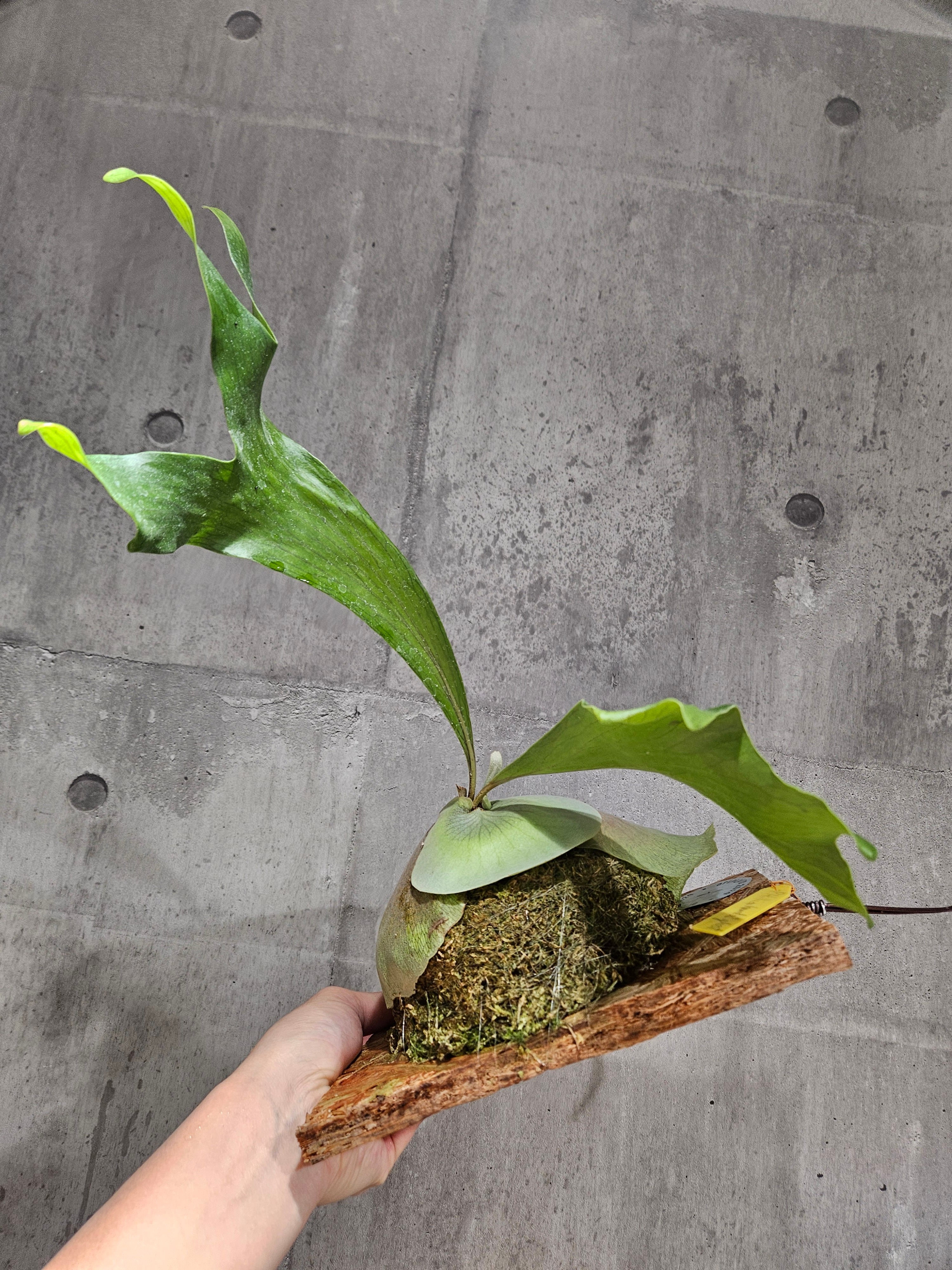 P.hillii cv. hand of ghost【artPLANTs/PLANTS GARAGE P.hillii cv. hand of ghost【artPLANTs/PLANTS GARAGE