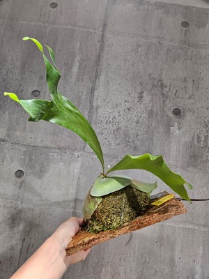 P.hillii cv. hand of ghost【artPLANTs/PLANTS GARAGE】ビカクシダ/Platycerium