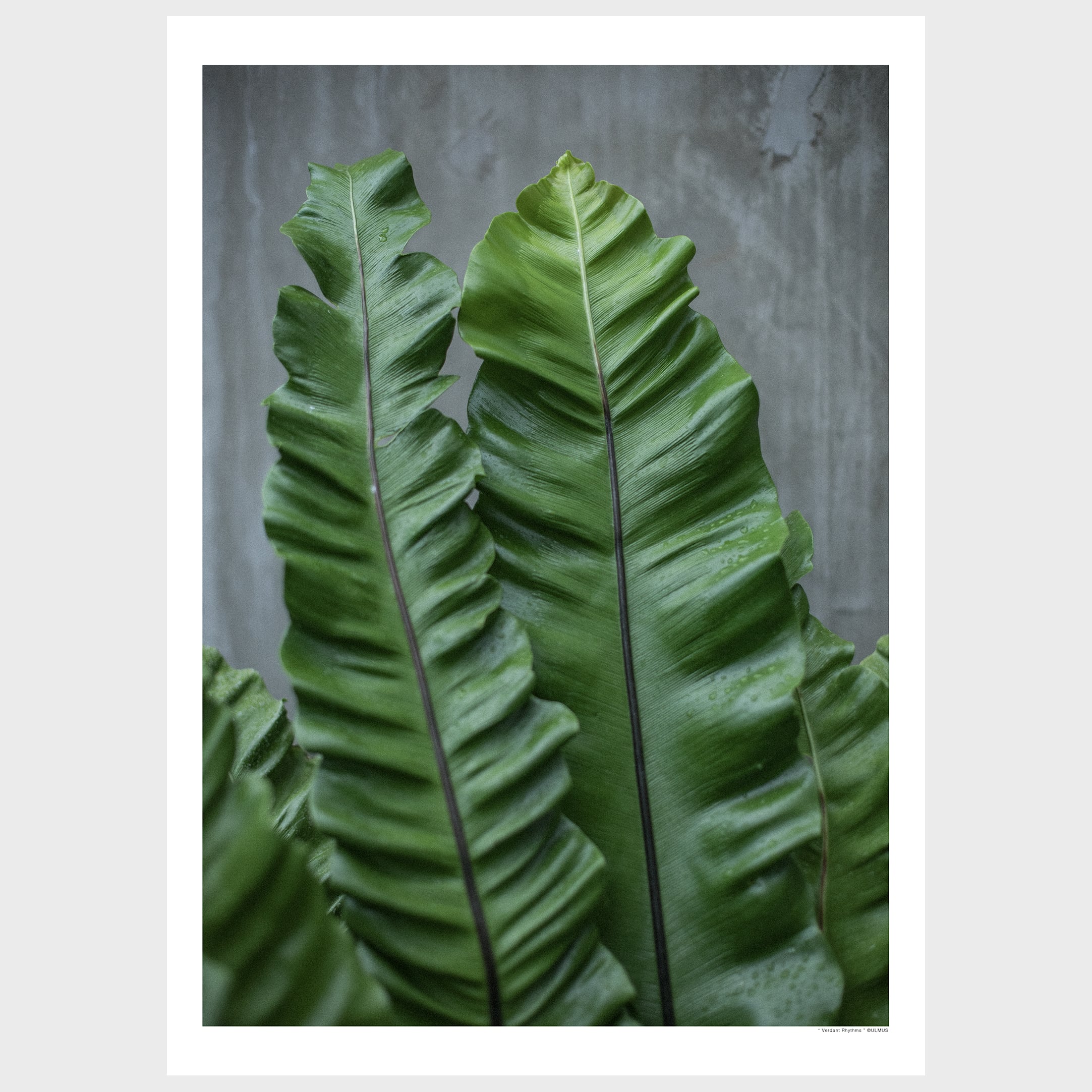 "Verdant Rhythms"